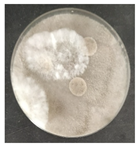 Micro 04 00008 i024 Micro 04 00008 i024