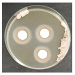 Micro 04 00008 i026 Micro 04 00008 i026