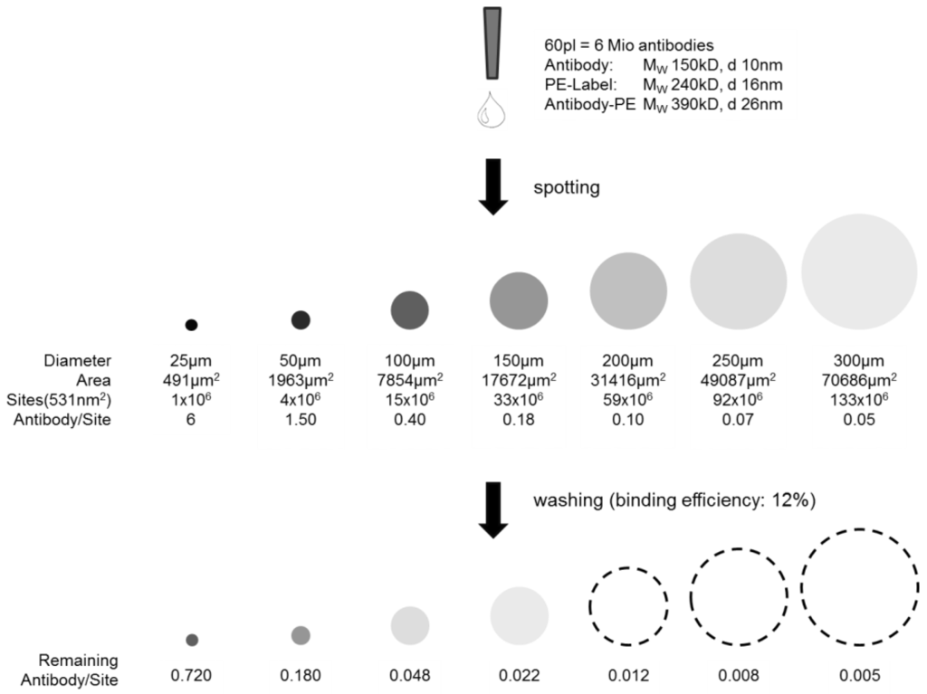 Microarrays 03 00282 g005 1024