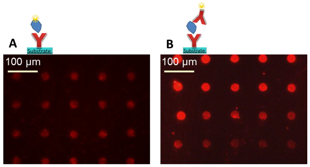 Microarrays 03 00282 g008 1024
