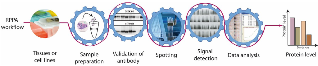 Microarrays 04 00098 g002 1024