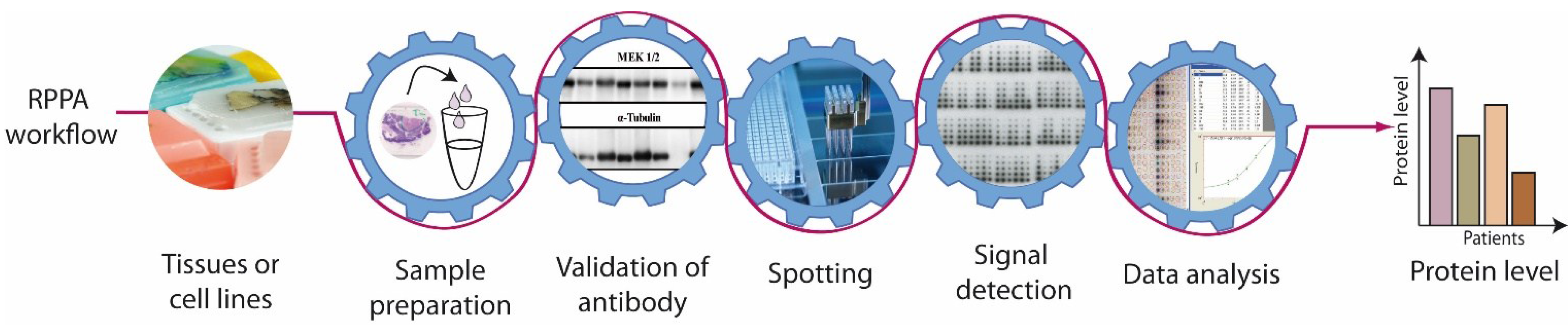 Microarrays 04 00098 g002