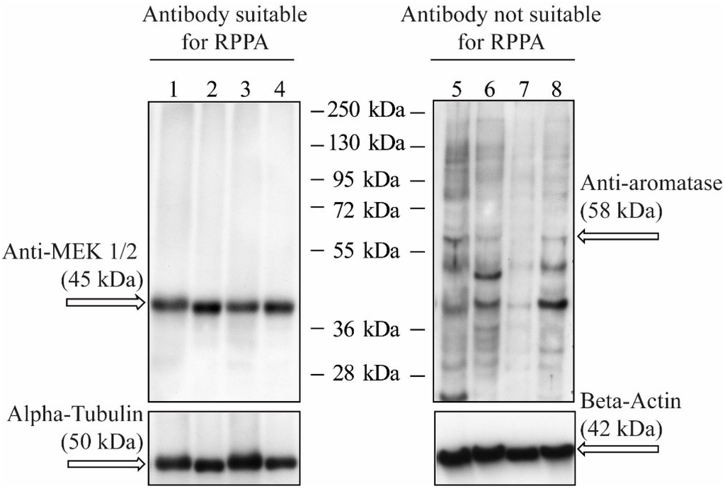 Microarrays 04 00098 g003 1024