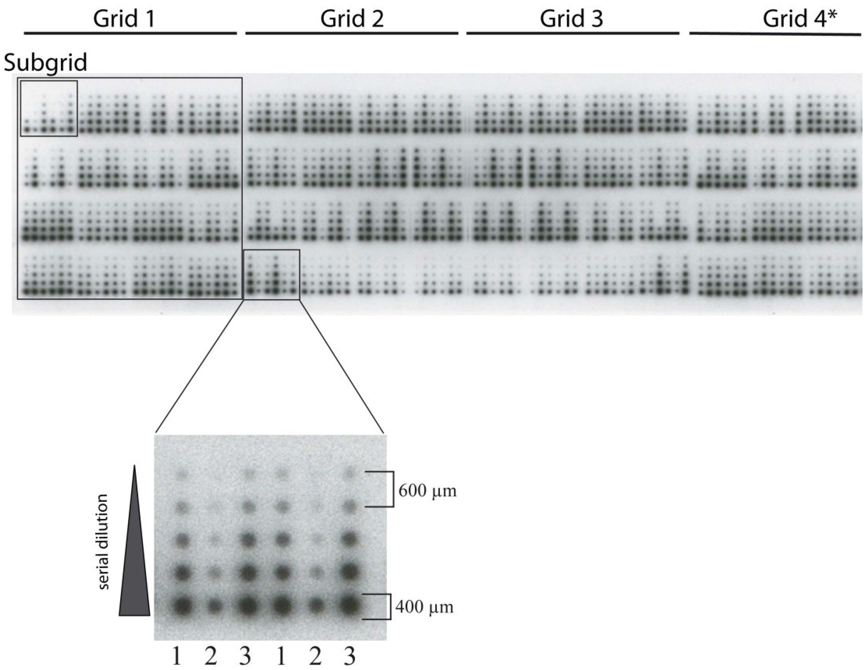 Microarrays 04 00098 g005