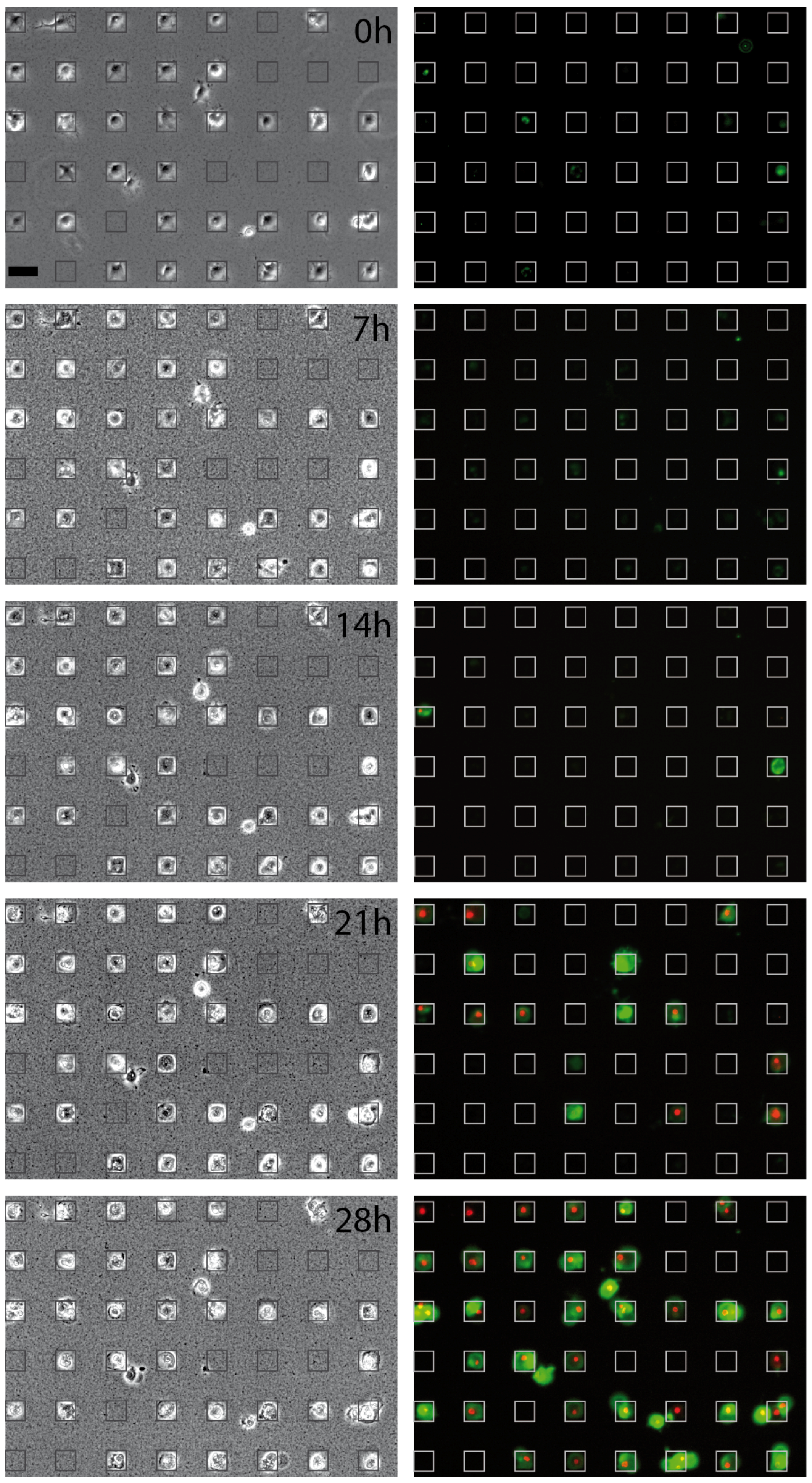 Microarrays 05 00008 g002