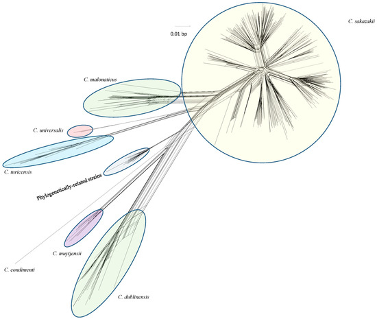 Phylogenetic analysis of 379 Cronobacter strains after interrogation with the Food and Drug Administration Cronobacter microarray. The tree was developed using the Neighbor net (SplitsTree4) joining method which was constructed using gene differences observed among the strains as determined by evaluation of the strains with the 21,658 probe sets associated with the microarray. Microarray analysis of these strains was able to group the strains into eight clusters which aligned and complemented each of the seven Cronobacter species epithets and phylogenetically-related species. Each species identity, originally found by using species-specific PCR assays as described by Tall et al. [18], was in complete agreement with the species identification found by microarray analysis. The scale bar represents a 0.01 base substitution (bp) per site.