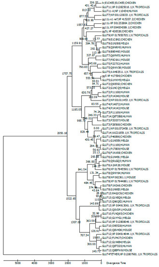 Evolutionary relationships of GLUTs. This evolutionary timetree was conducted in MEGA6 using the Neighbor–Joining bootstrap method. Each node represents a 95% confidence interval. Analysis included 63 GLUT amino acid sequences with a total of 426 positions in the final dataset. The timetree is drawn to scale with a relative number of substitutions per site. Based on this analysis and University of California Santa Cruz (UCSC) Genome Browser for Gallus gallus, accession number gg5L_X1_XP_426528.4 is a gene product that is discrete from the other GLUT5 members in chicken and other species and has more similarity to GLUT9 transporters. Key: MELGA is turkey (Meleagris gallopavo).