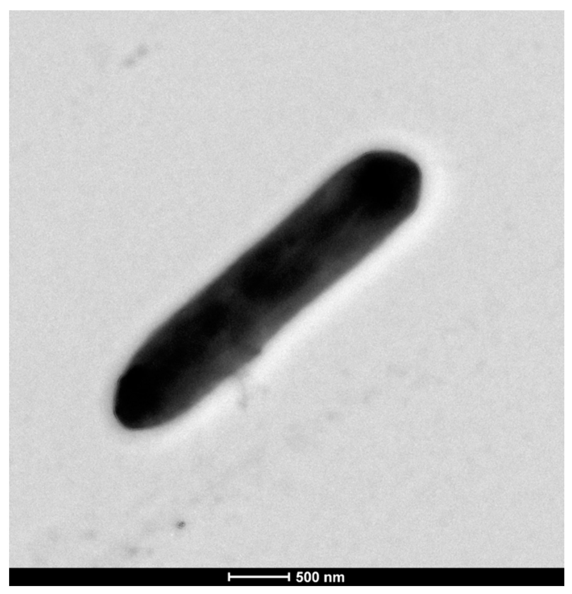 Microbiolres 12 00004 g004