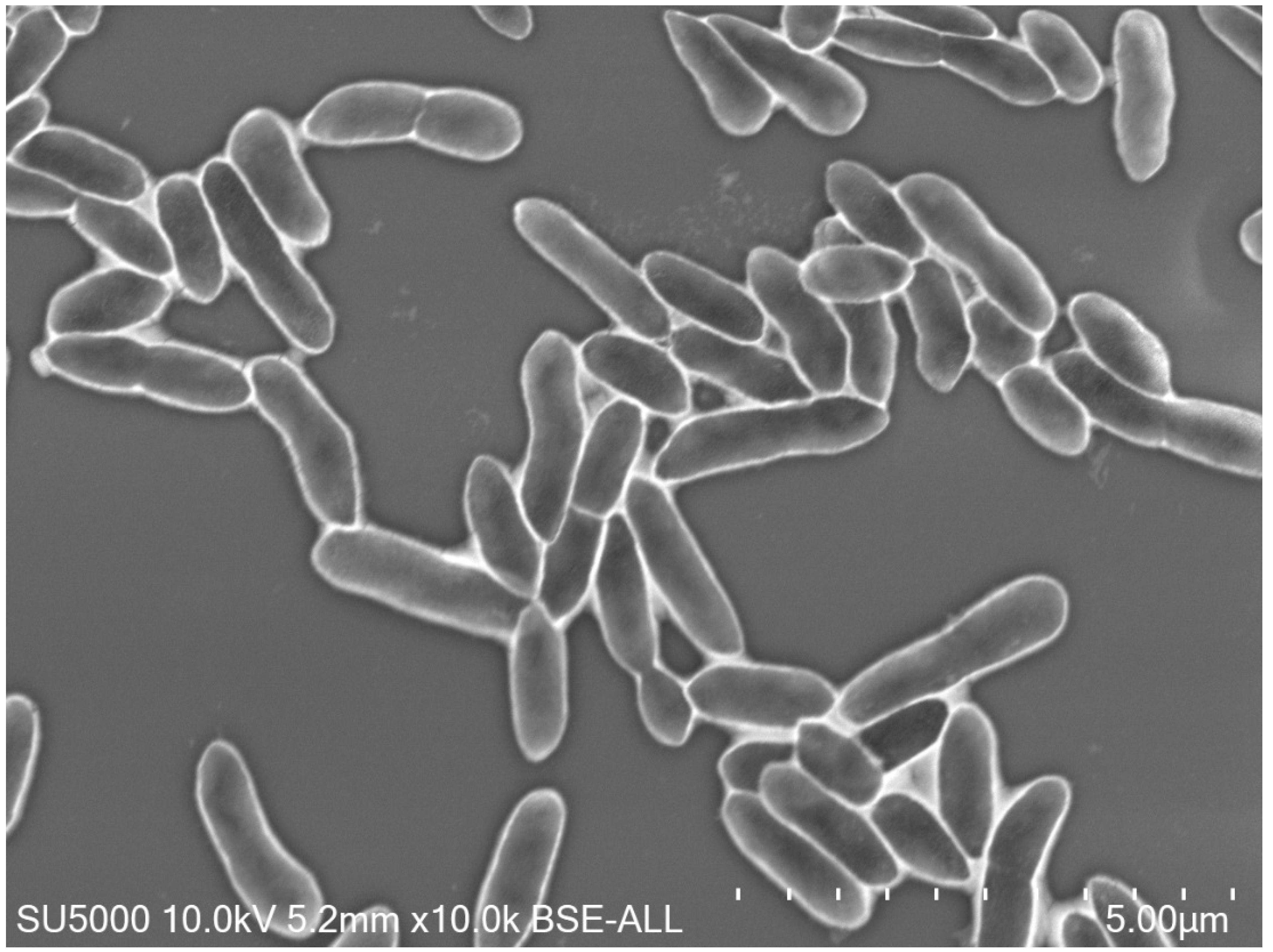 Microbiolres 12 00019 g005