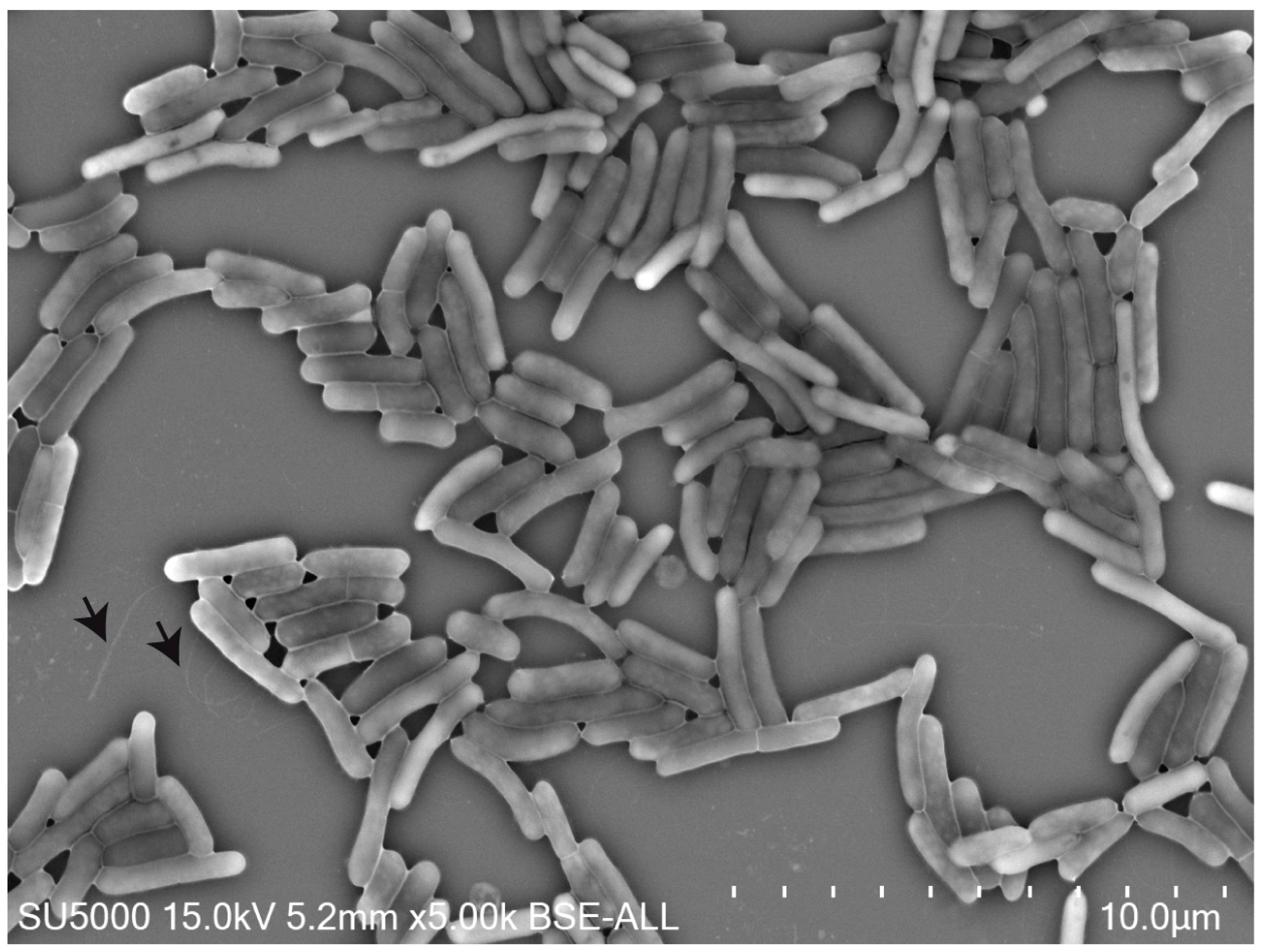Microbiolres 12 00021 g001