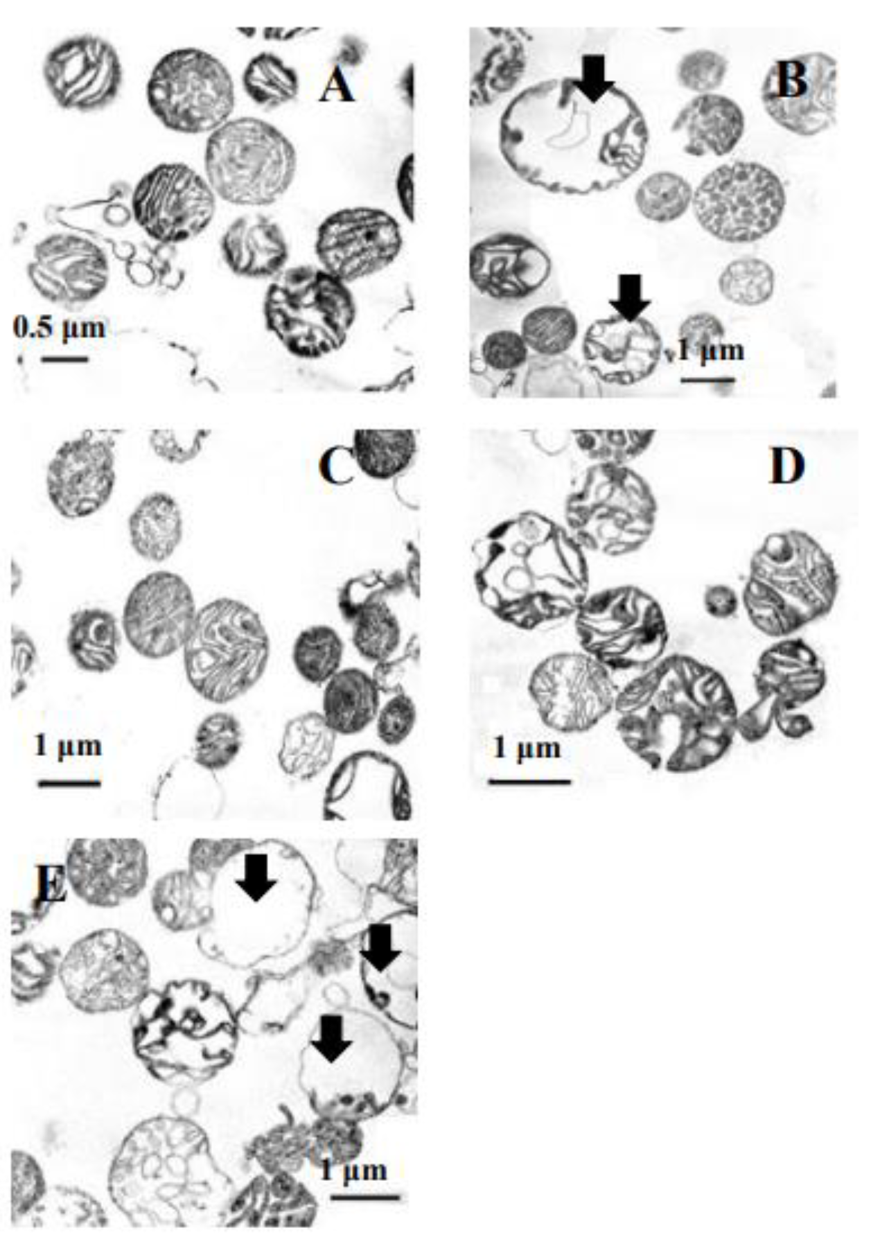 Microbiolres 12 00029 g007 Microbiolres 12 00029 g007