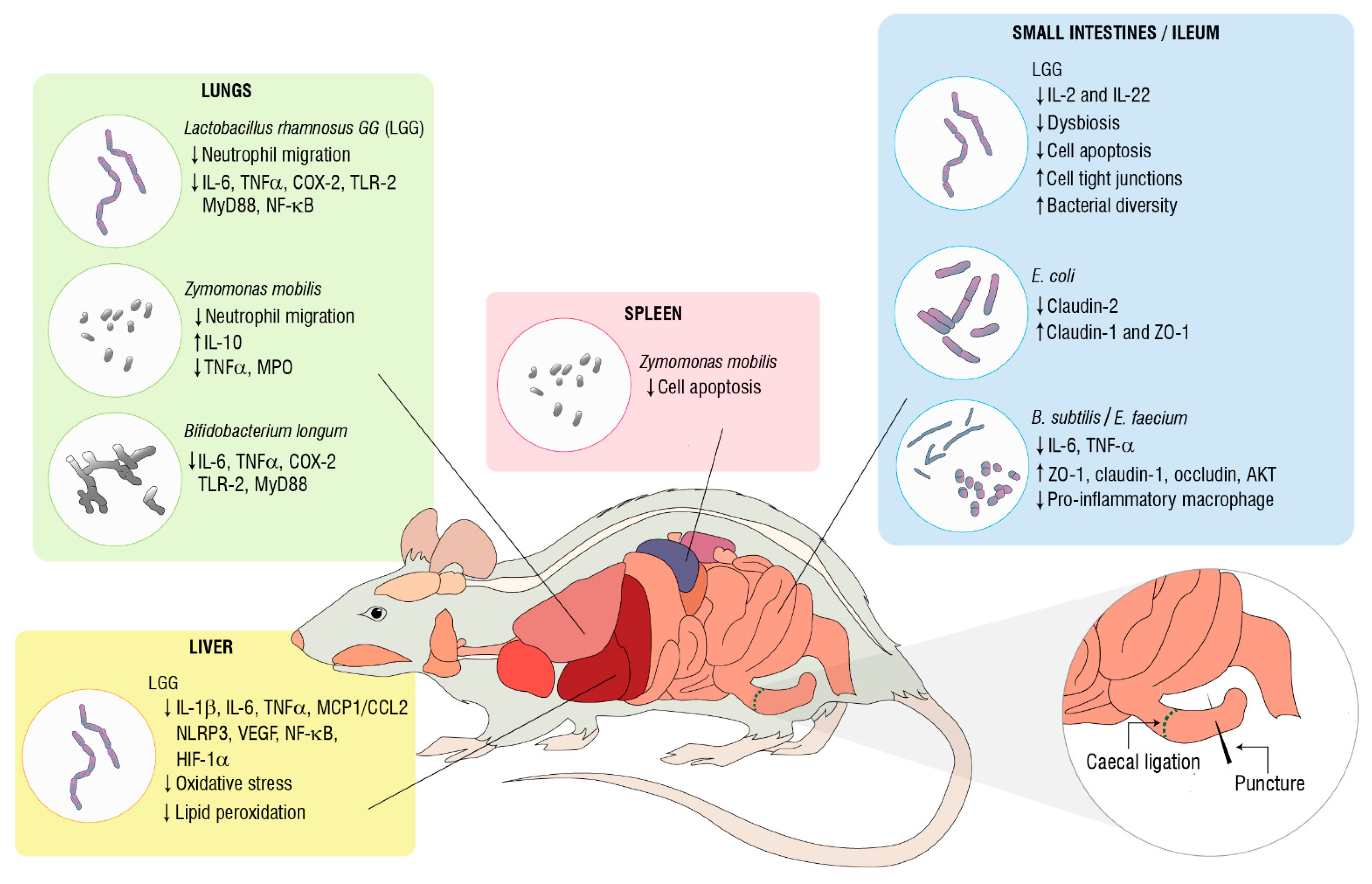 Microbiolres 12 00039 g001