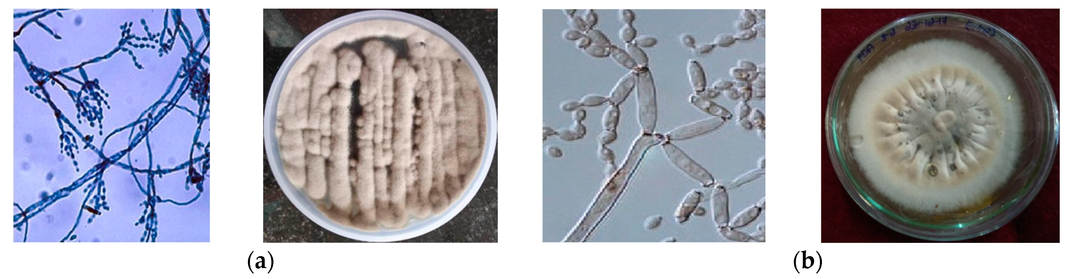 Microbiolres 12 00059 g002