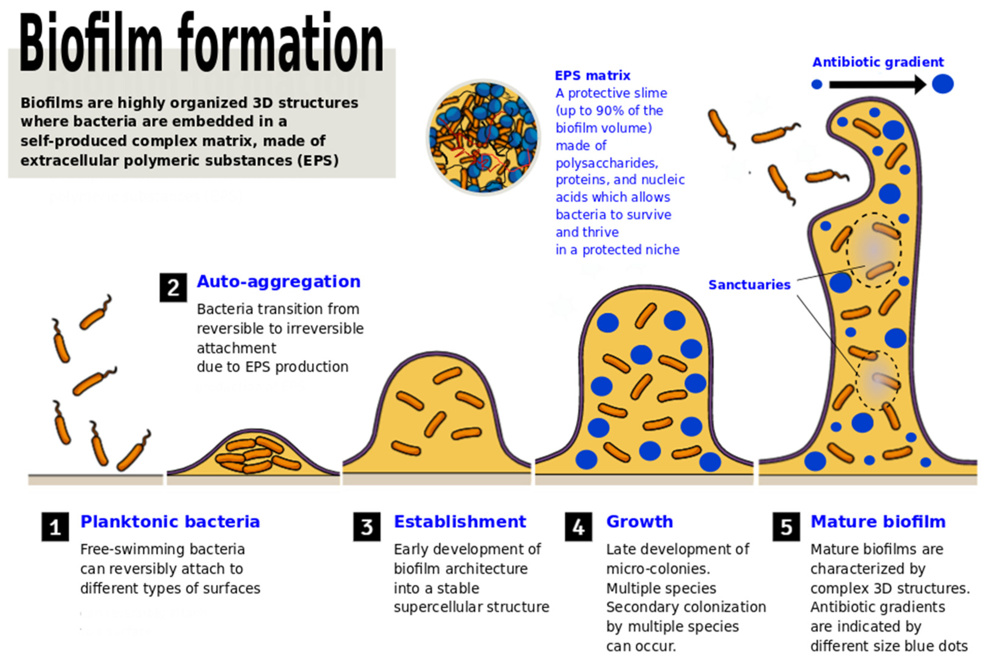 Microbiolres 12 00068 g001 Microbiolres 12 00068 g001