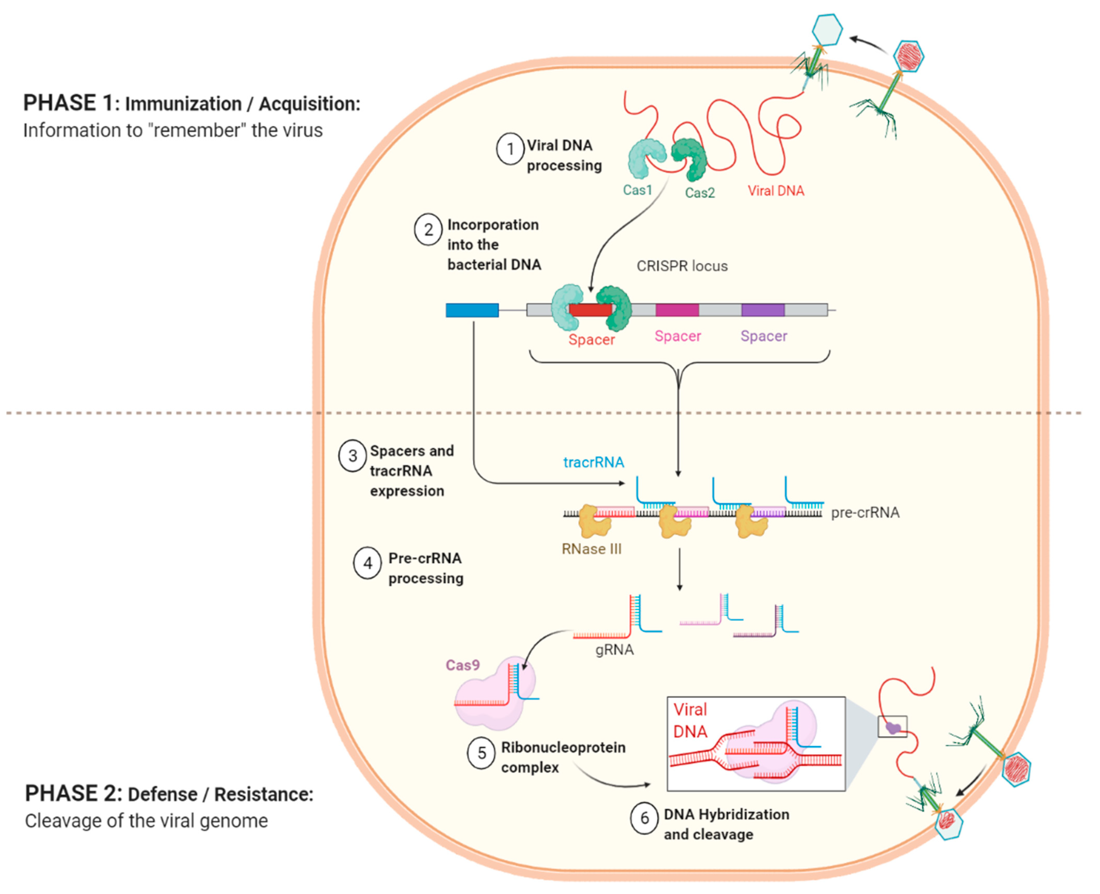 Microbiolres 13 00002 g003
