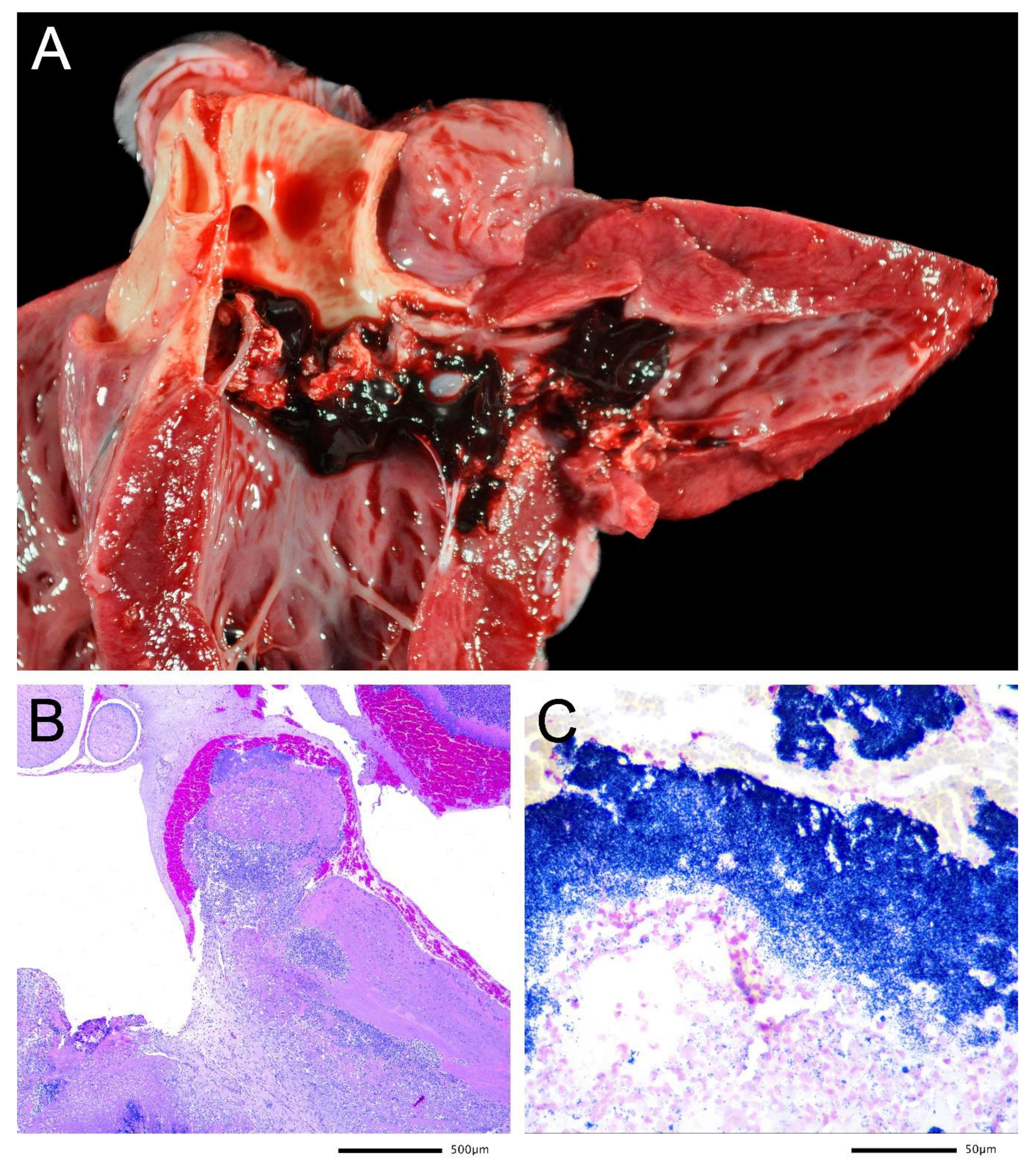 Microbiolres 13 00008 g001