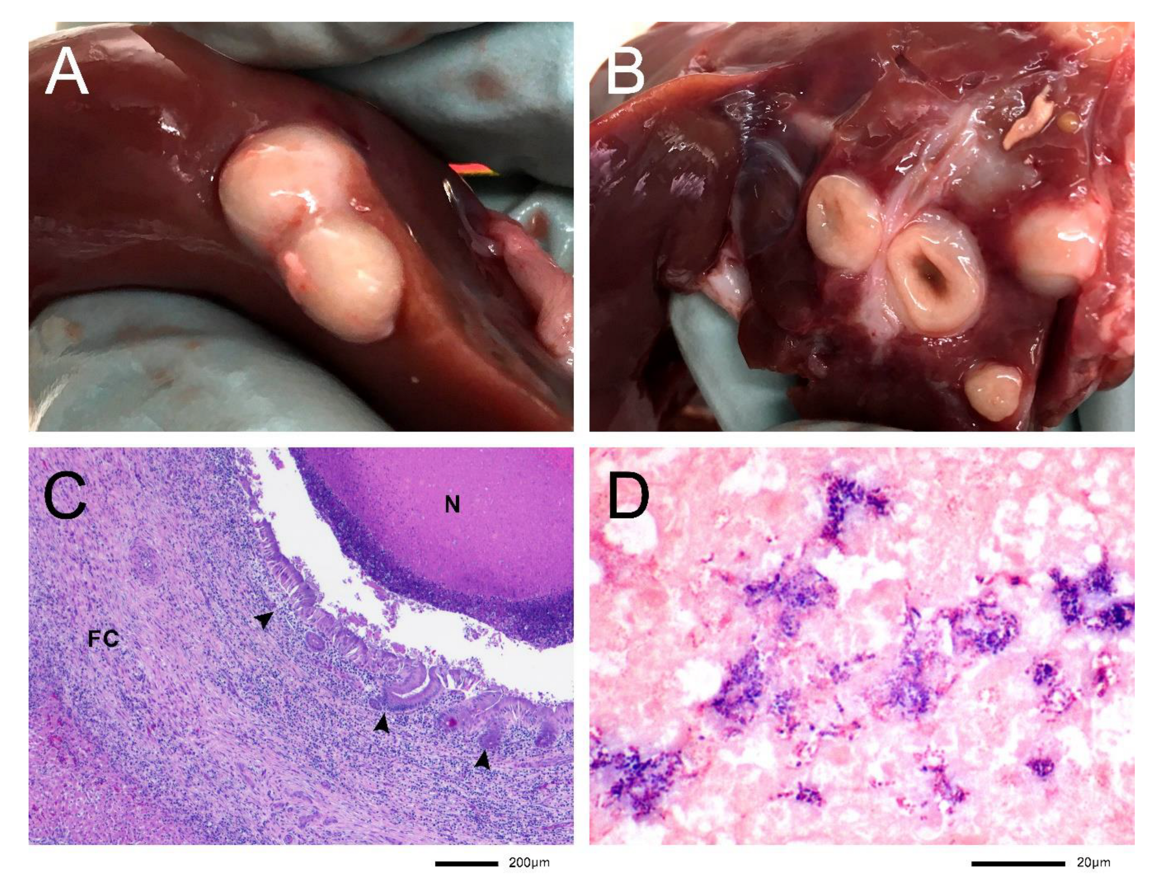 Microbiolres 13 00008 g002