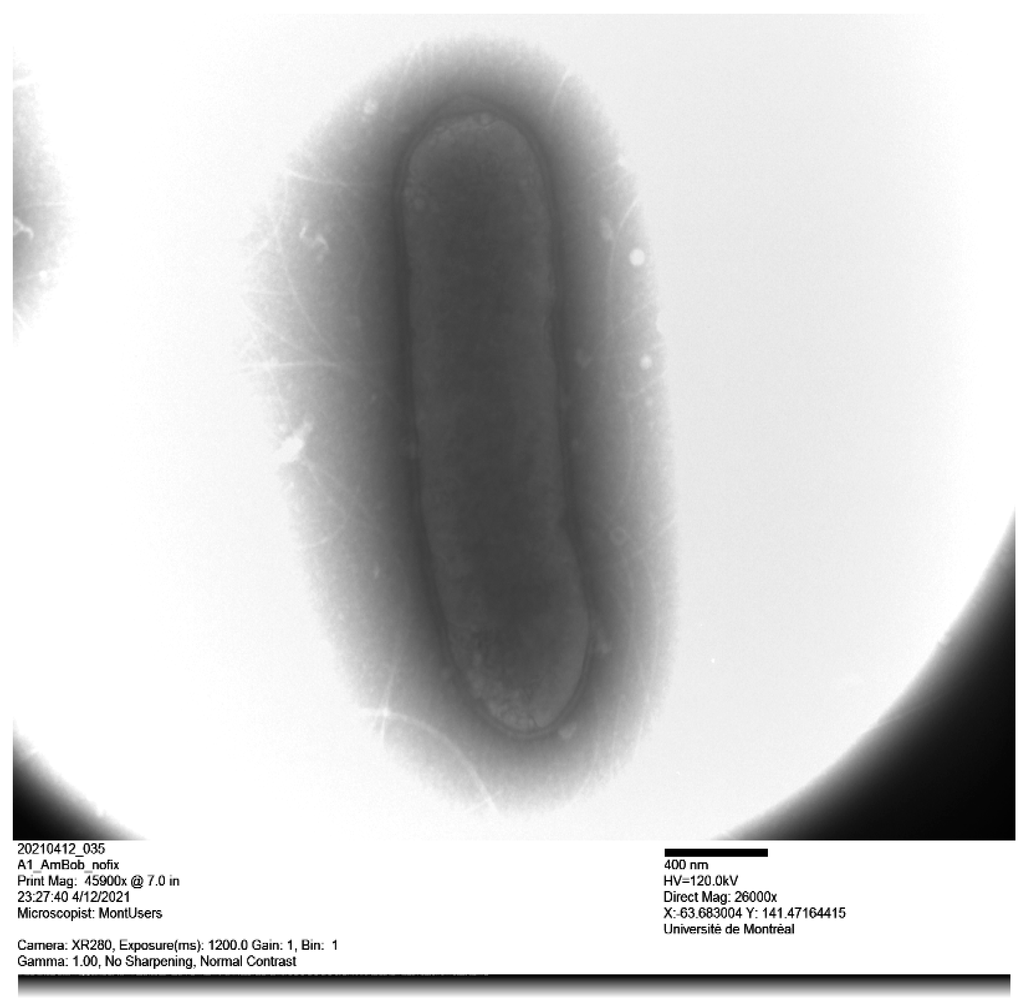 Microbiolres 13 00012 g002