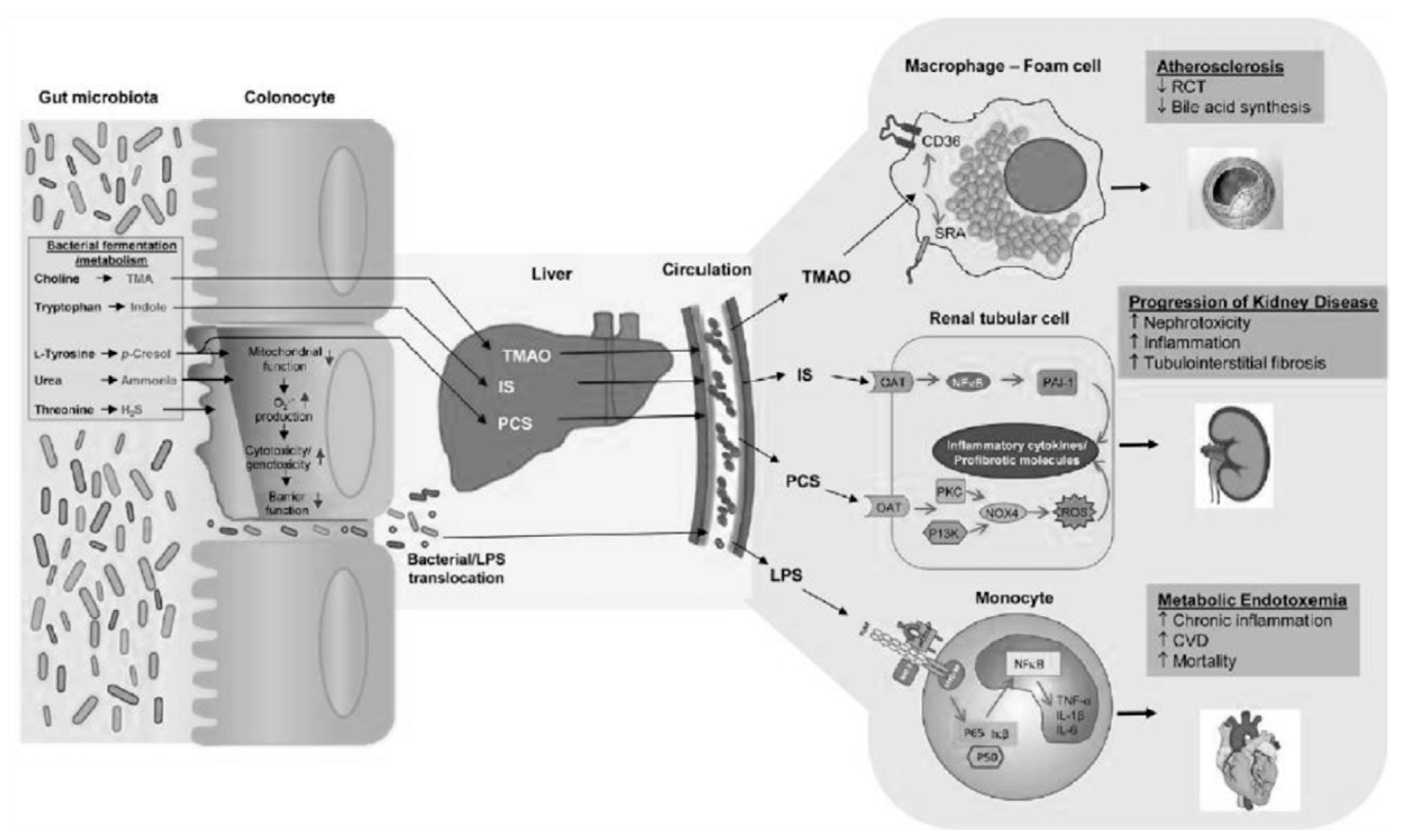 Microbiolres 13 00015 g005