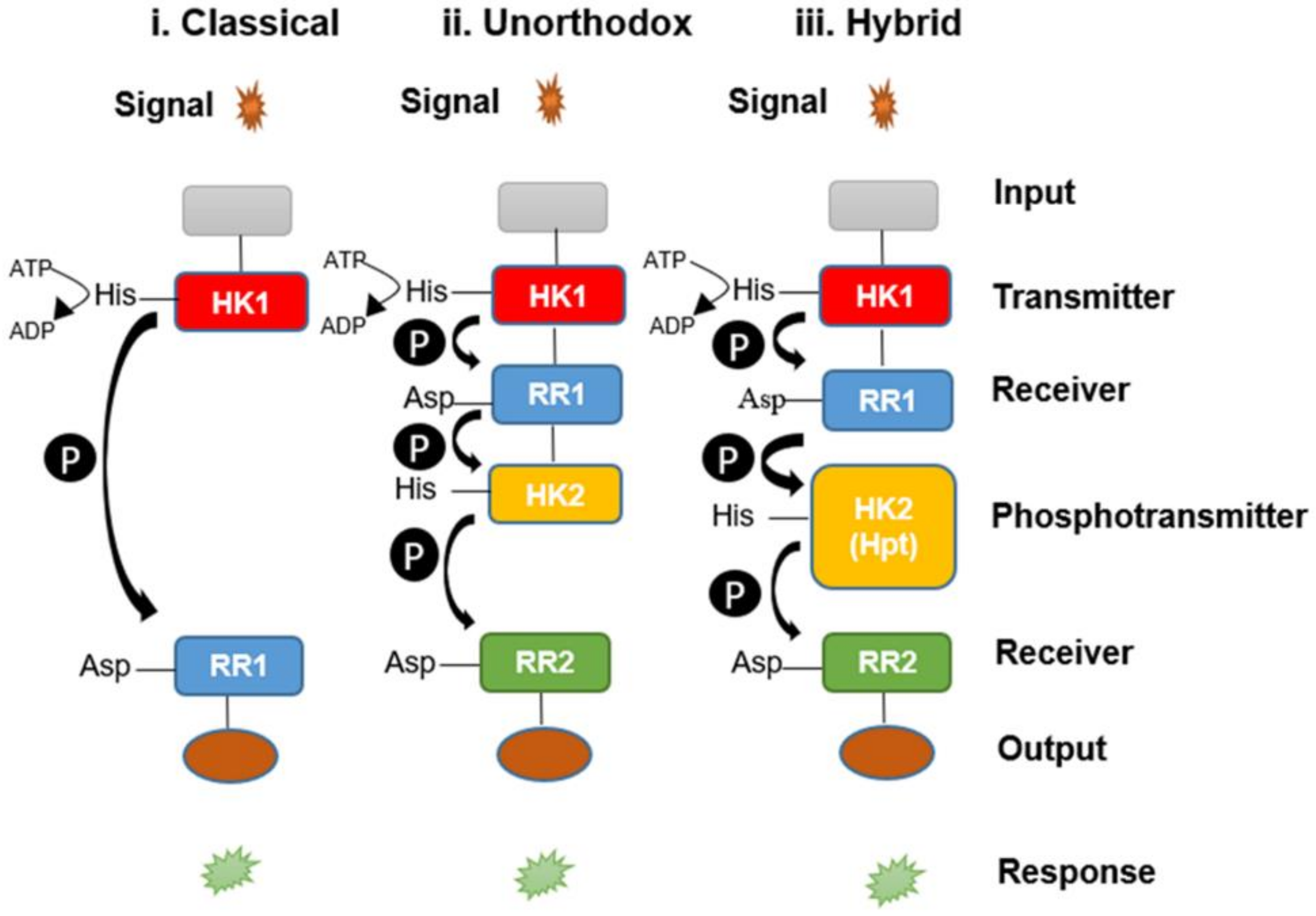 Microbiolres 13 00016 g001