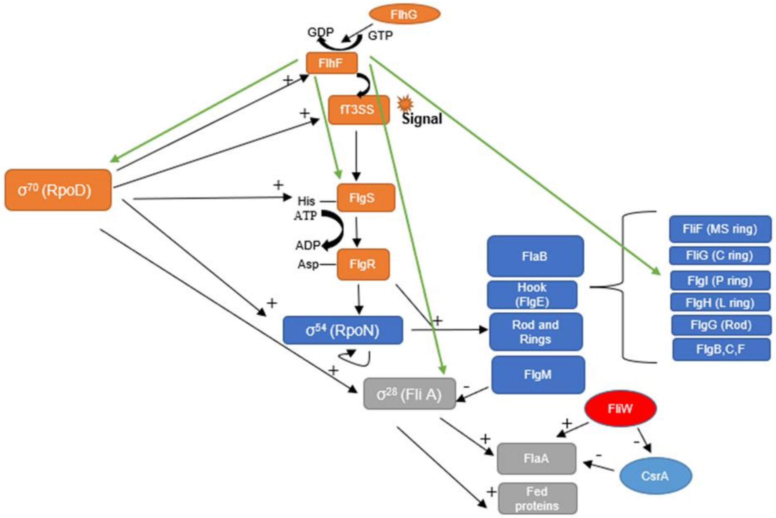 Microbiolres 13 00016 g002
