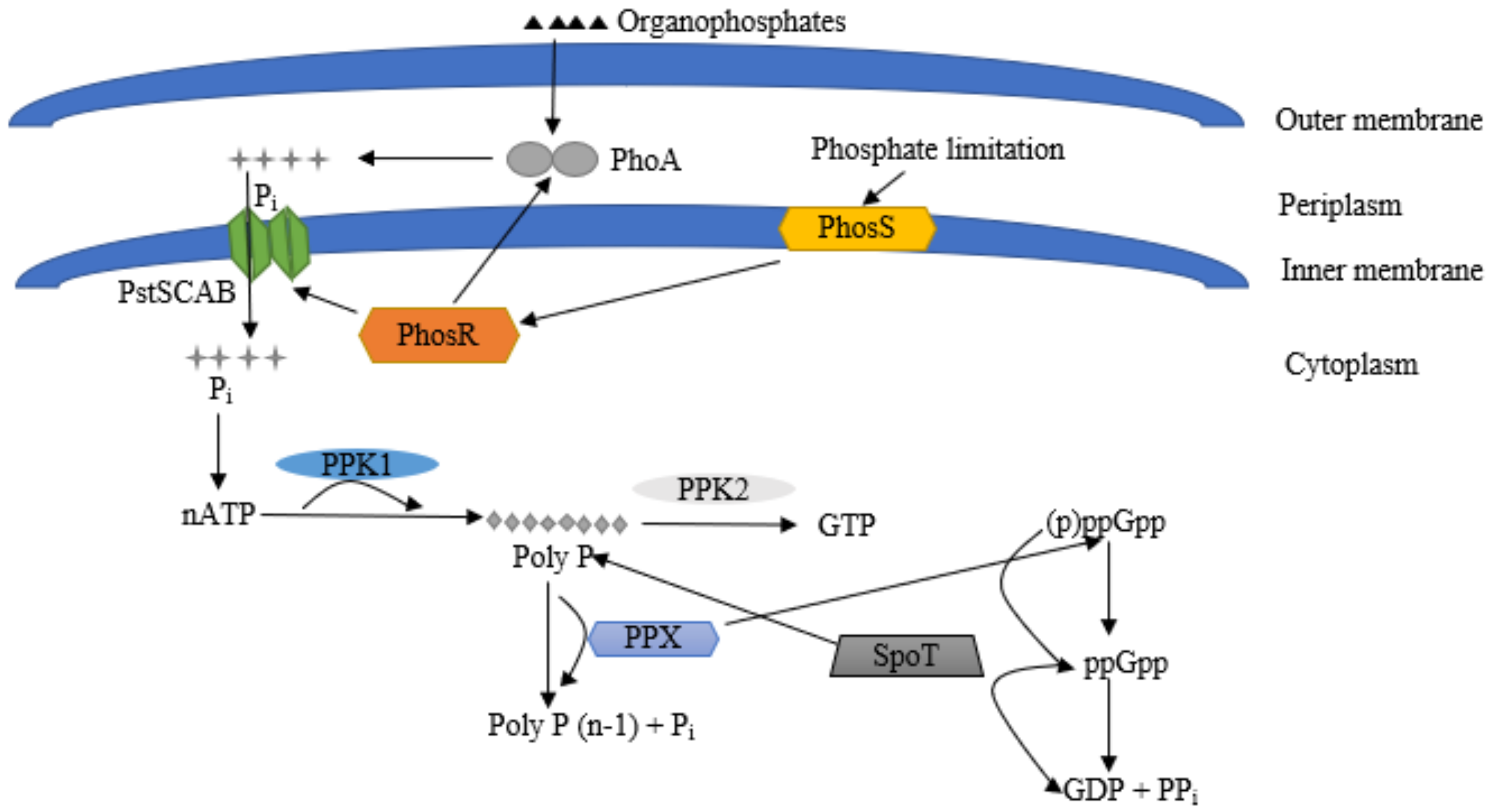 Microbiolres 13 00016 g003