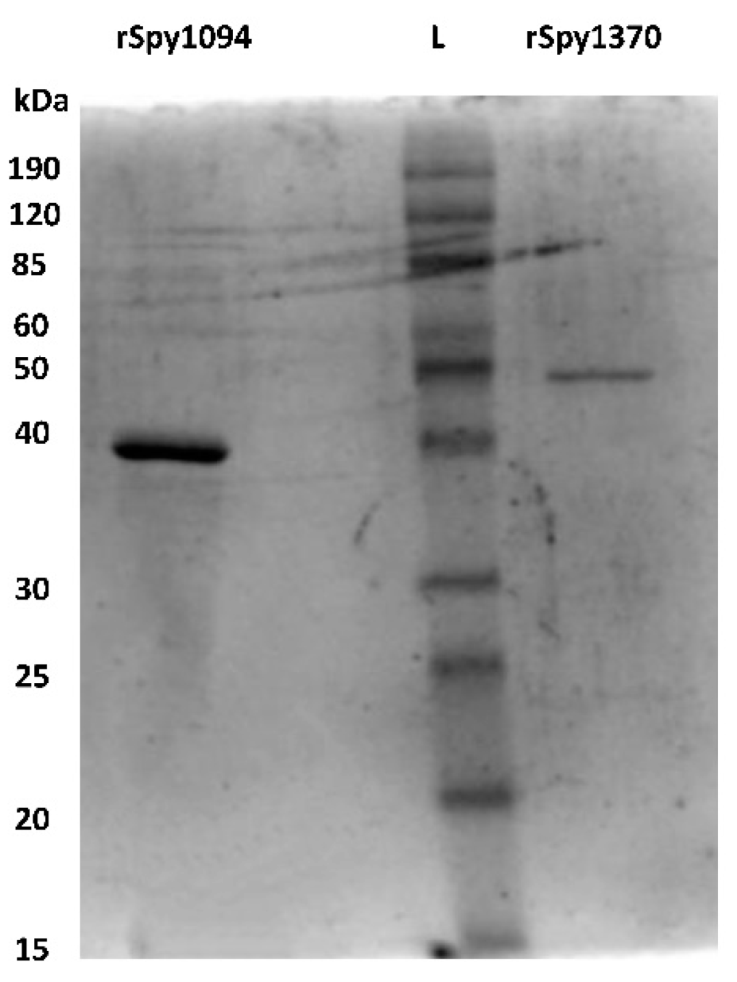 Microbiolres 13 00025 g001