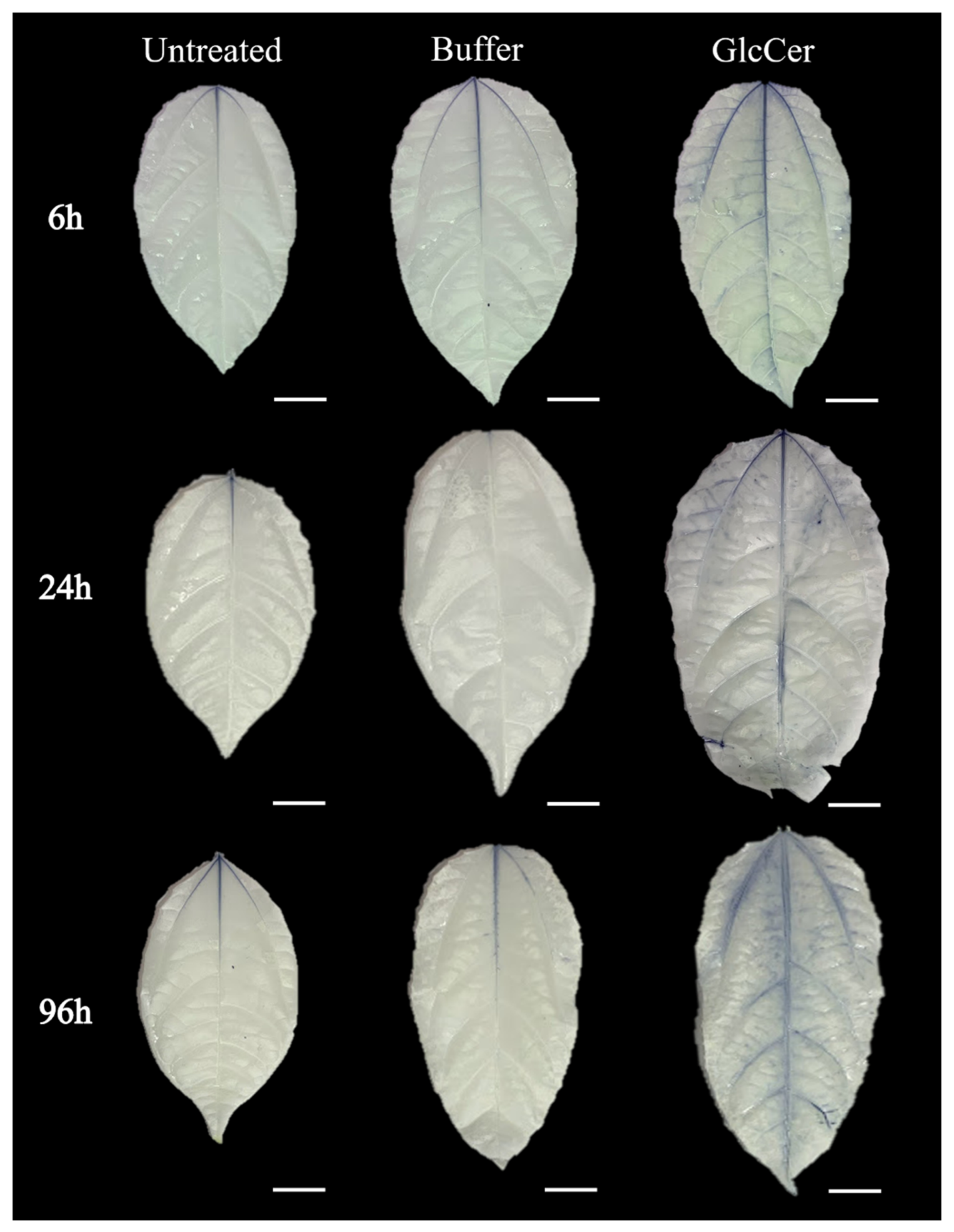 Microbiolres 13 00028 g006 Microbiolres 13 00028 g006