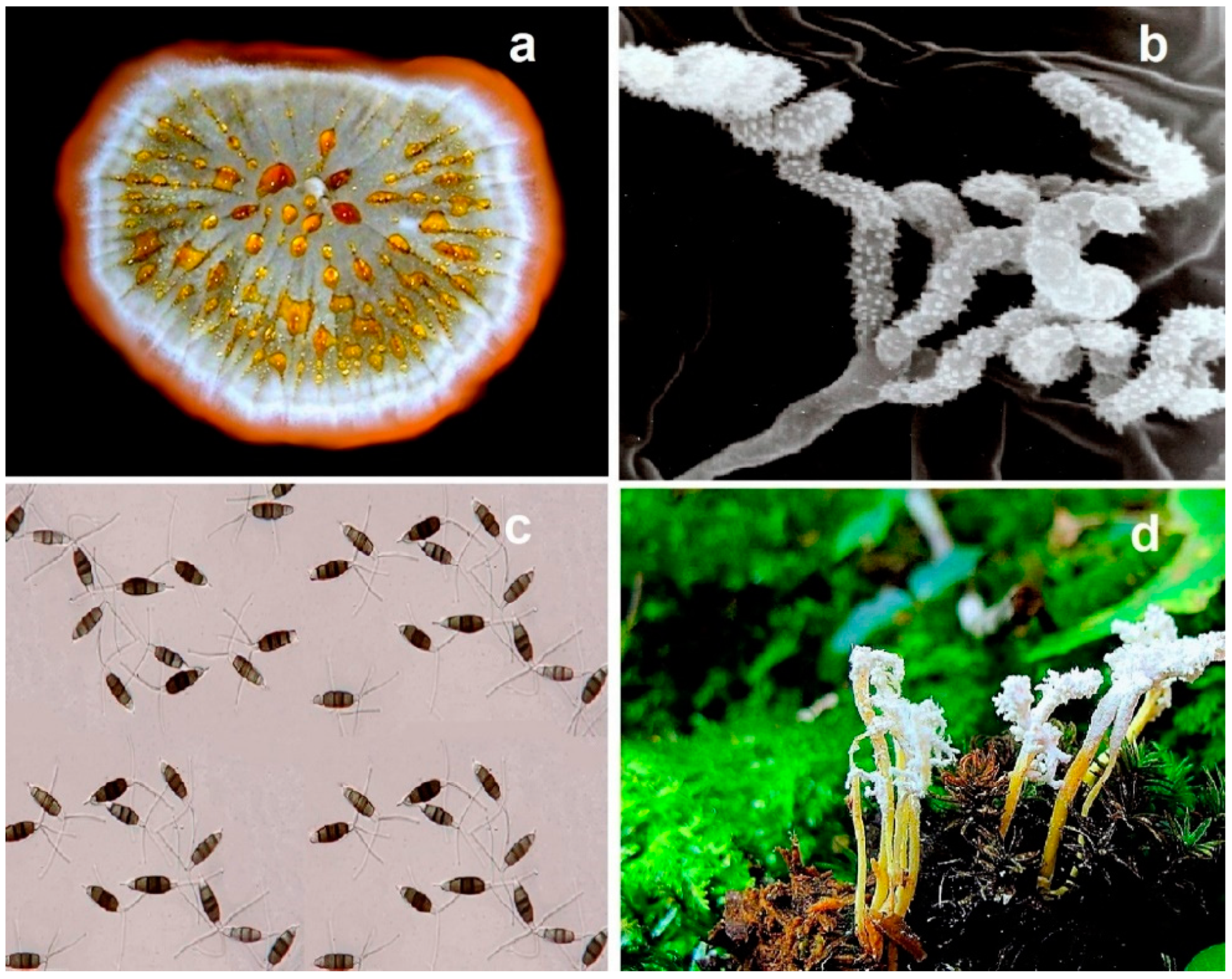 Microbiolres 13 00030 g002