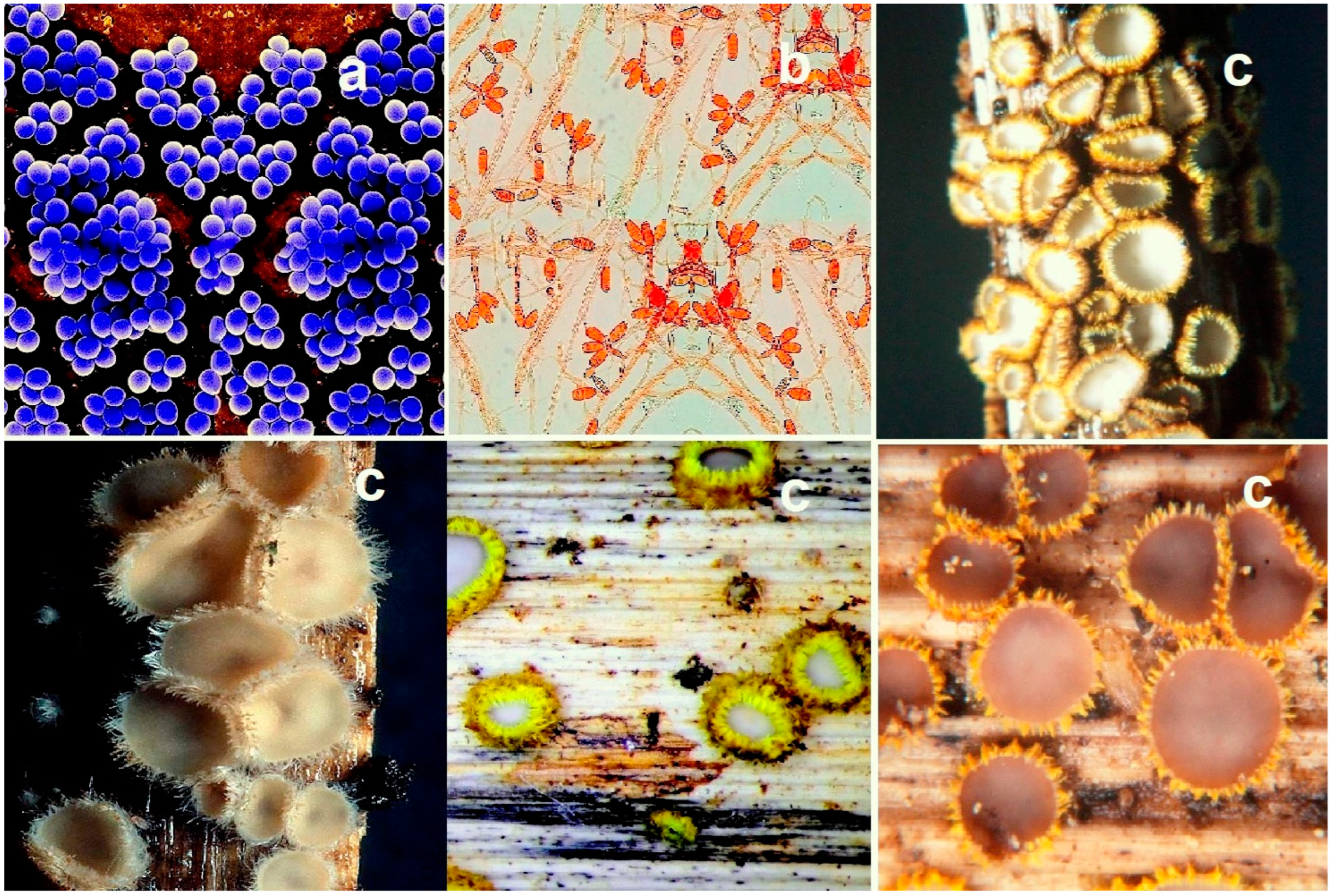 Microbiolres 13 00030 g005
