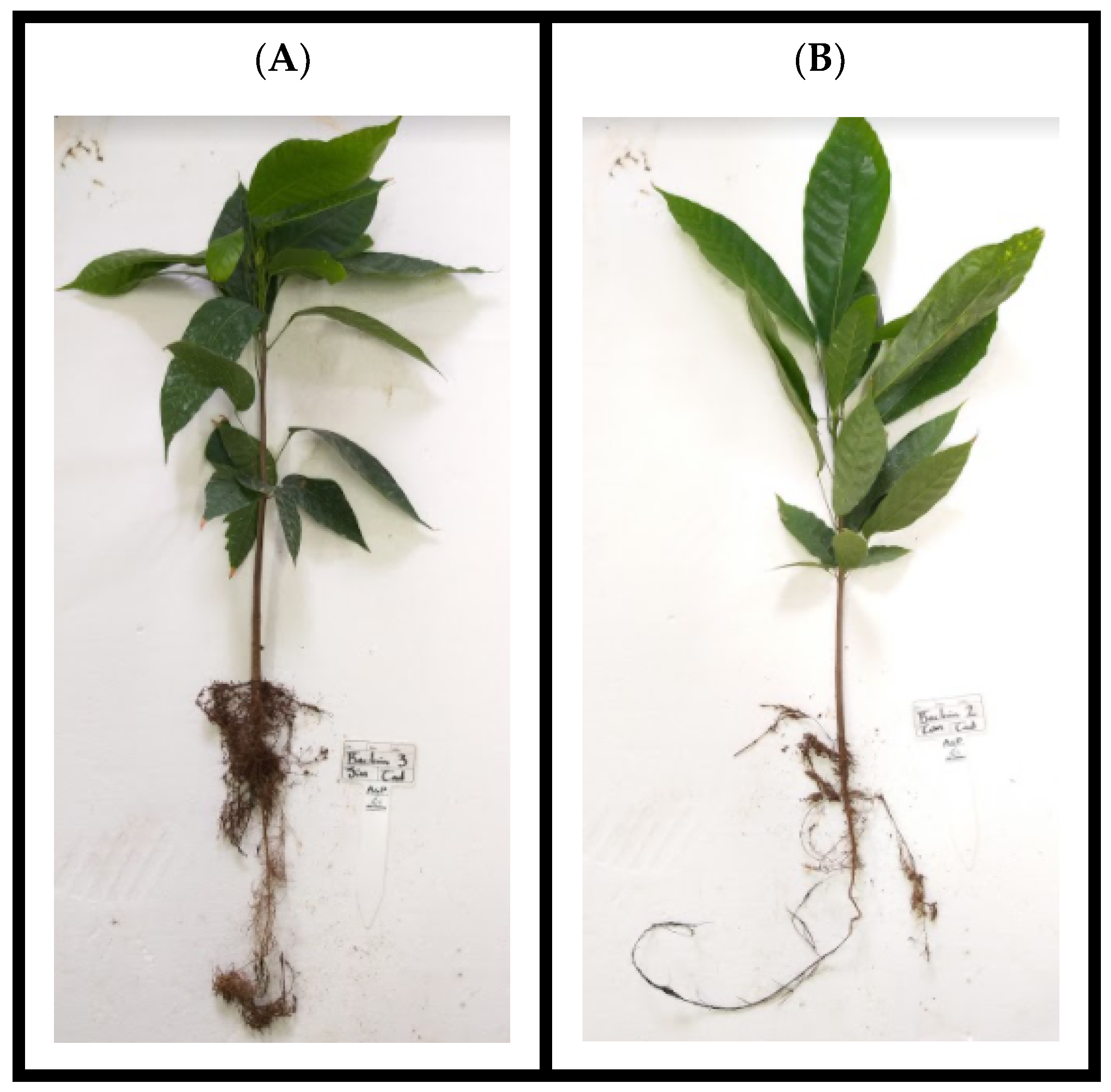 Microbiolres 13 00039 g003