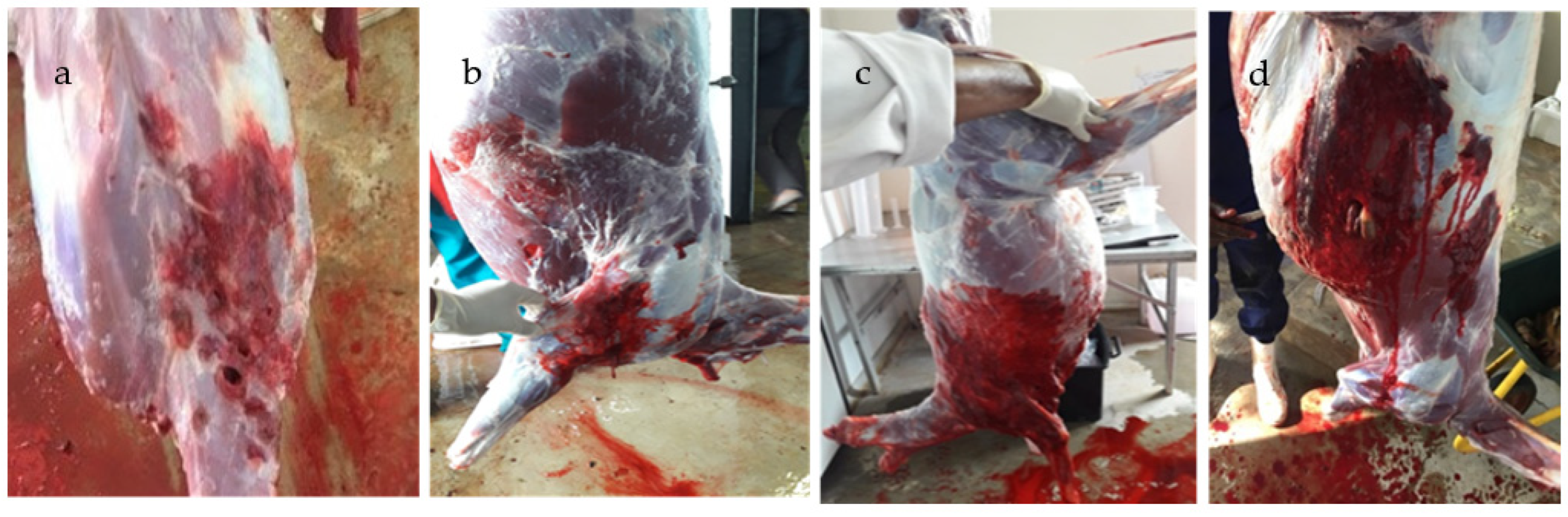 Microbiolres 13 00053 g001