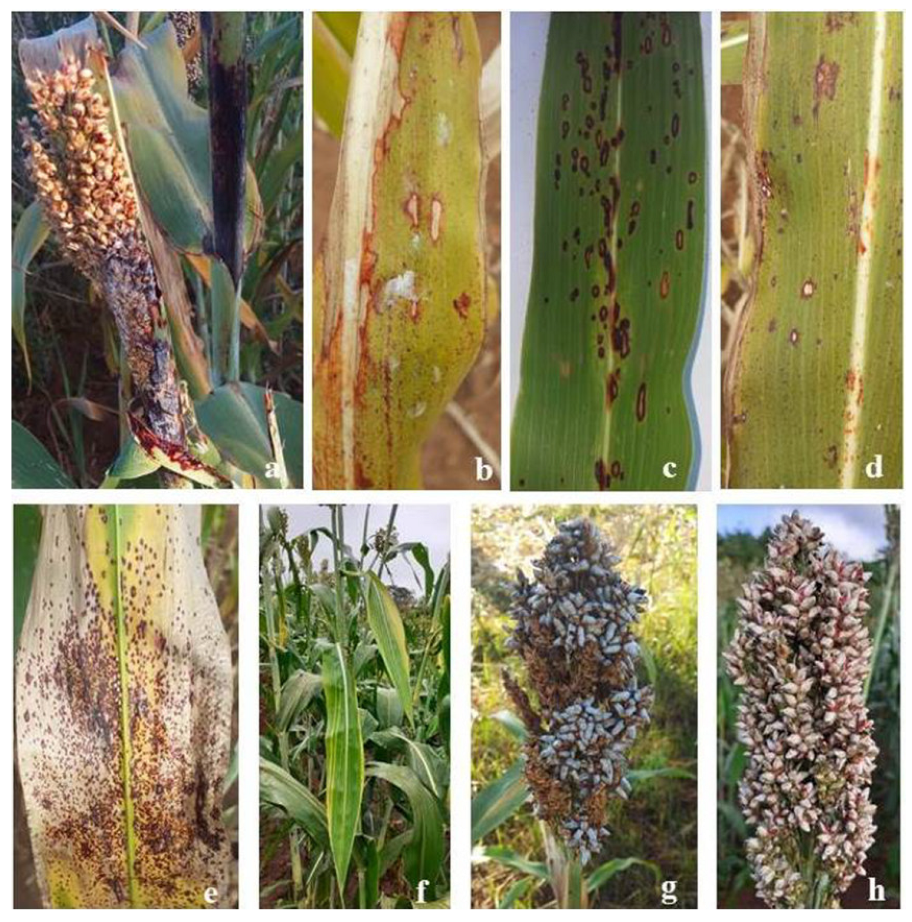 Microbiolres 13 00055 g002