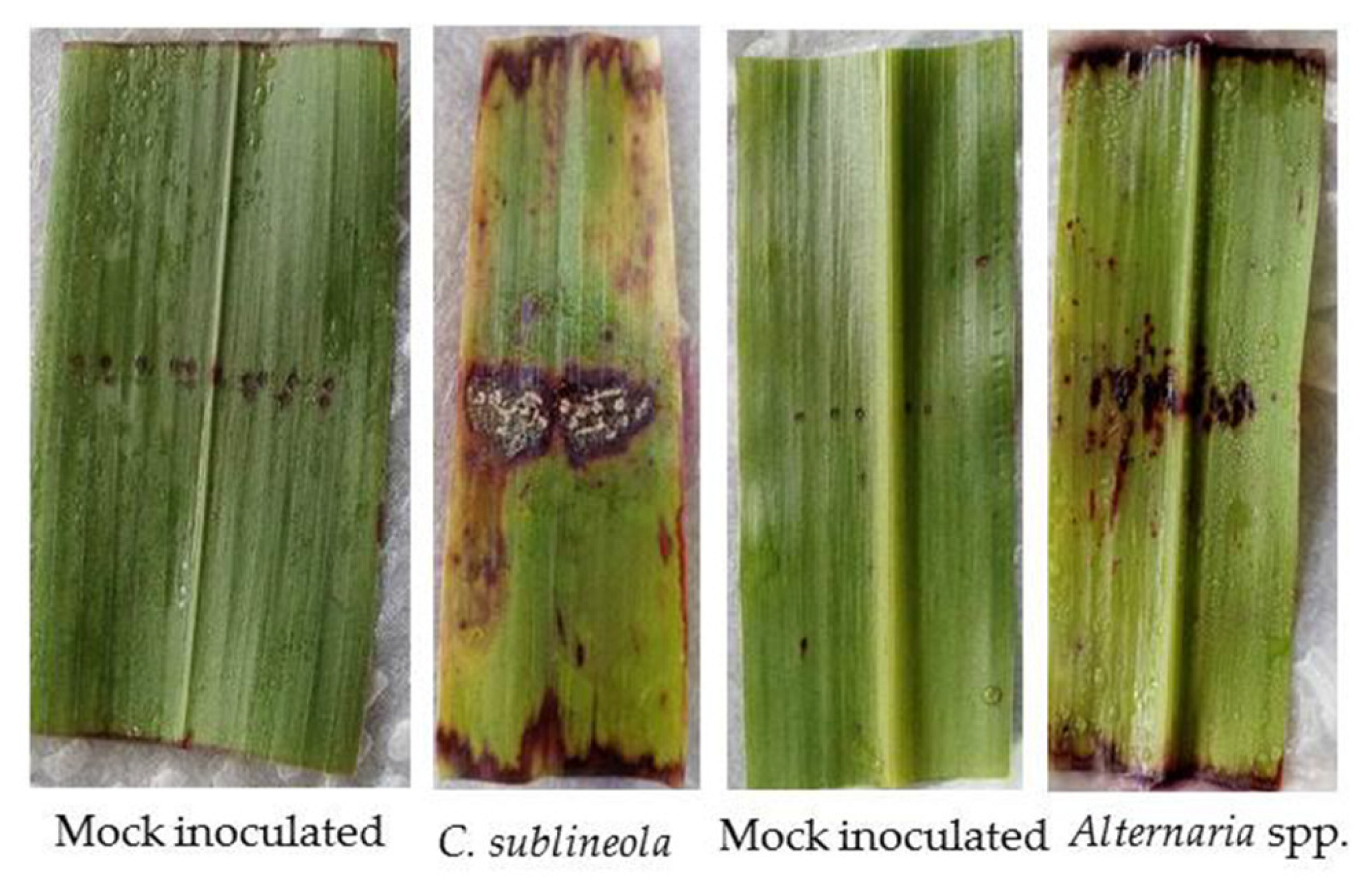 Microbiolres 13 00055 g006