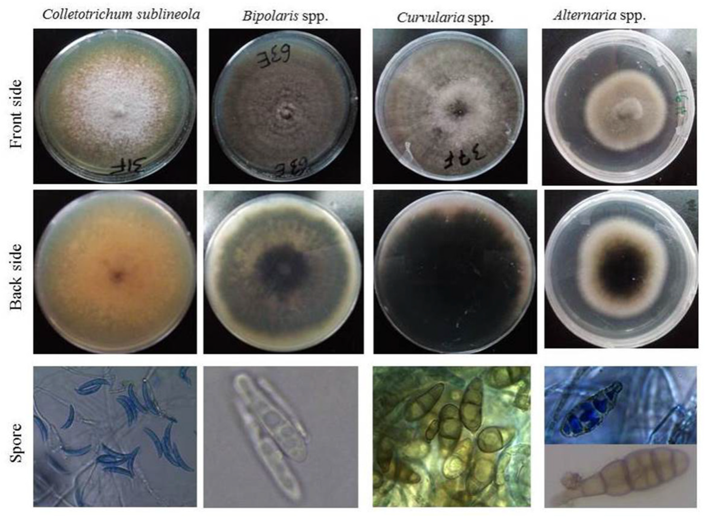 Microbiolres 13 00055 g007