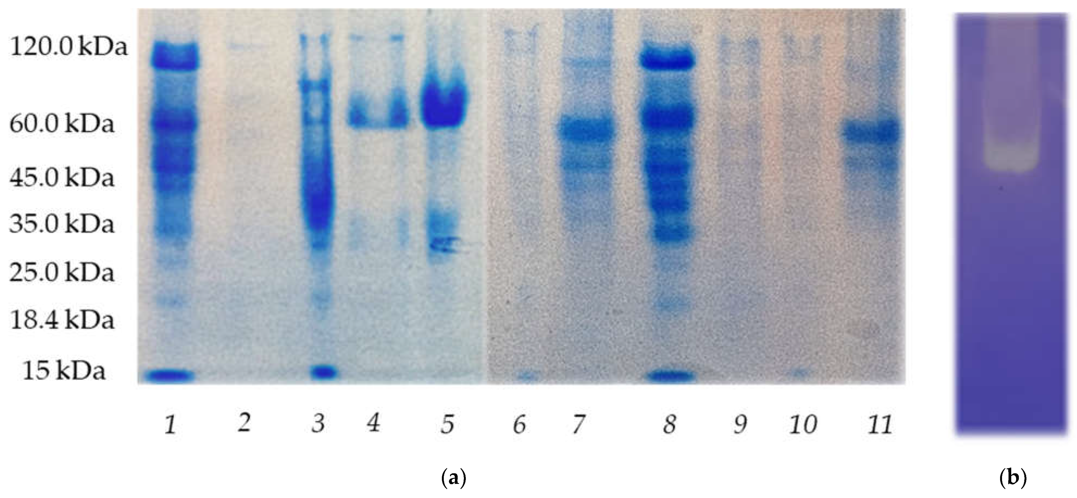 Microbiolres 13 00063 g005