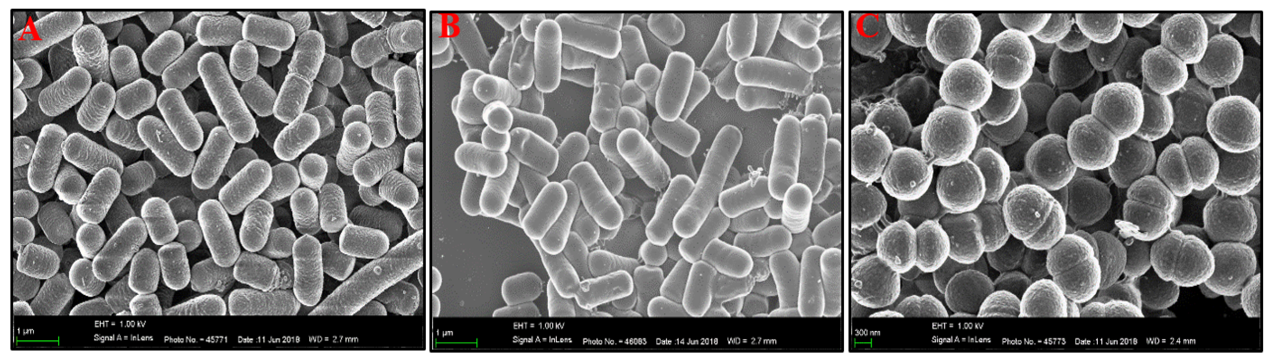 Microbiolres 13 00064 g003