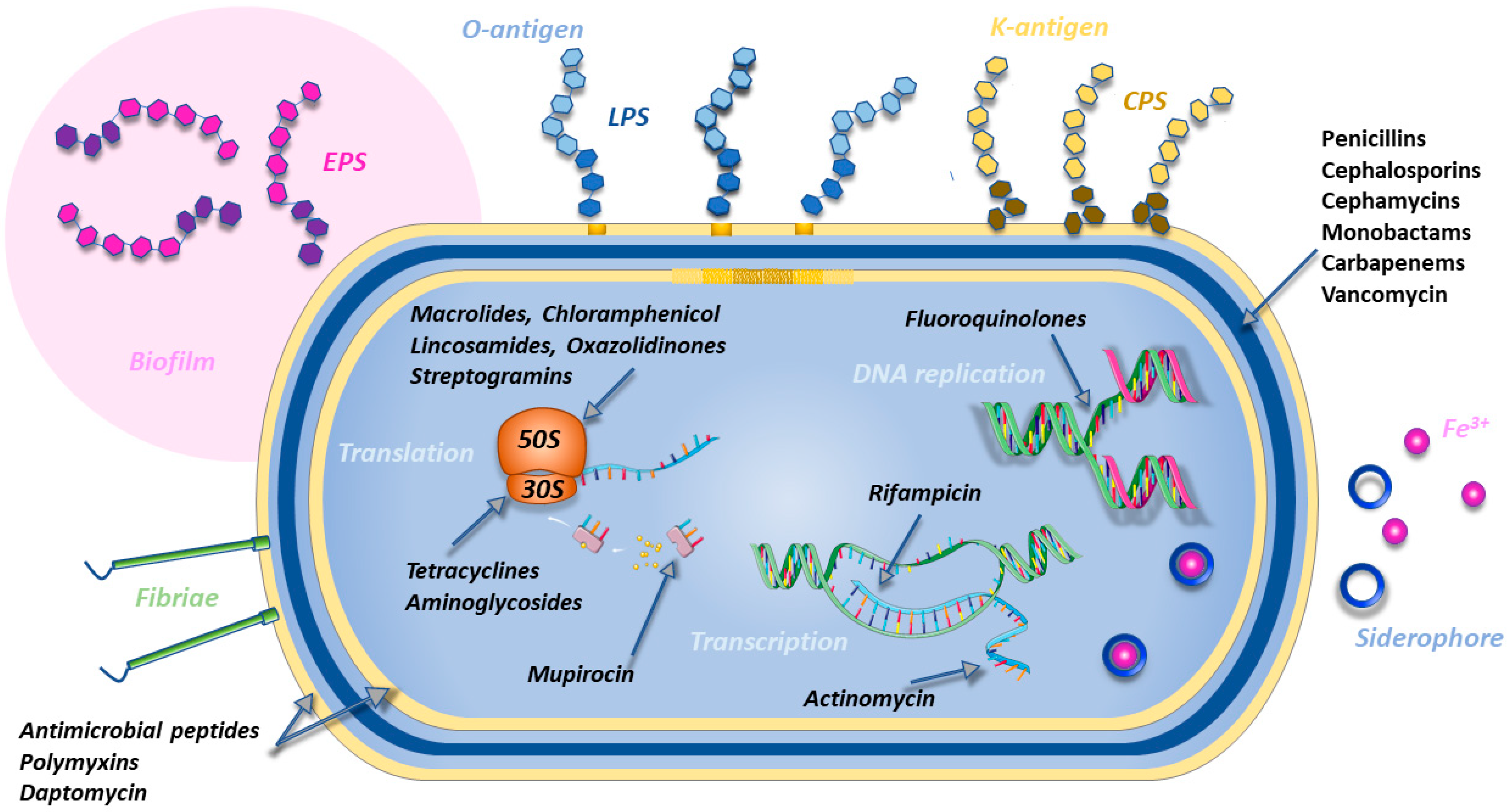 Microbiolres 14 00037 g001