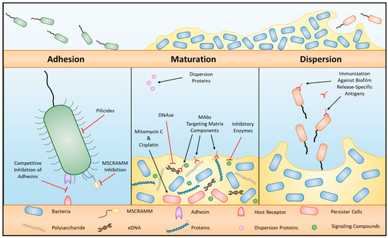 Microbiolres 14 00037 g003