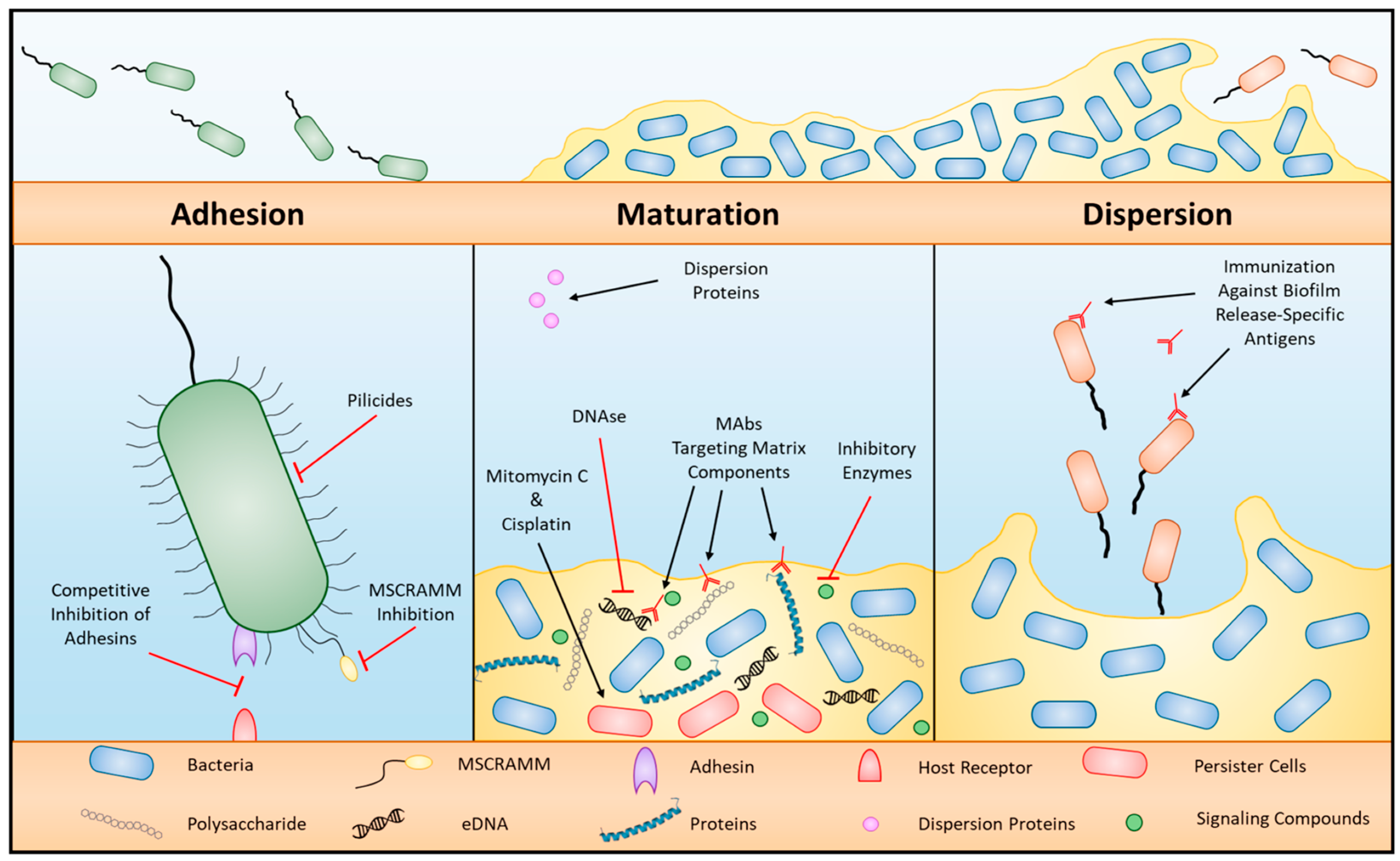 Microbiolres 14 00037 g003