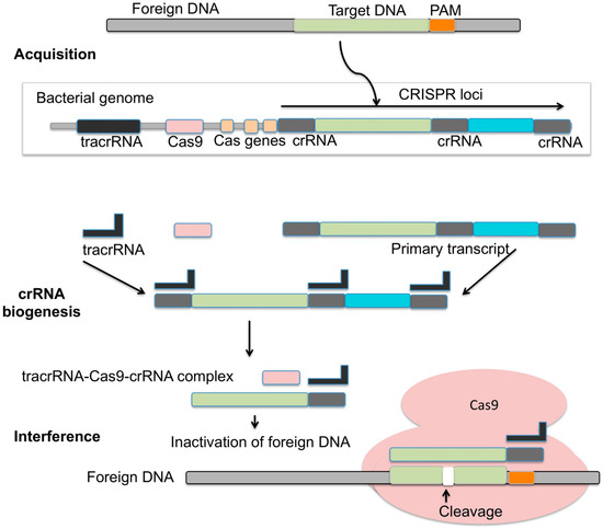 Microbiolres 14 00037 g004
