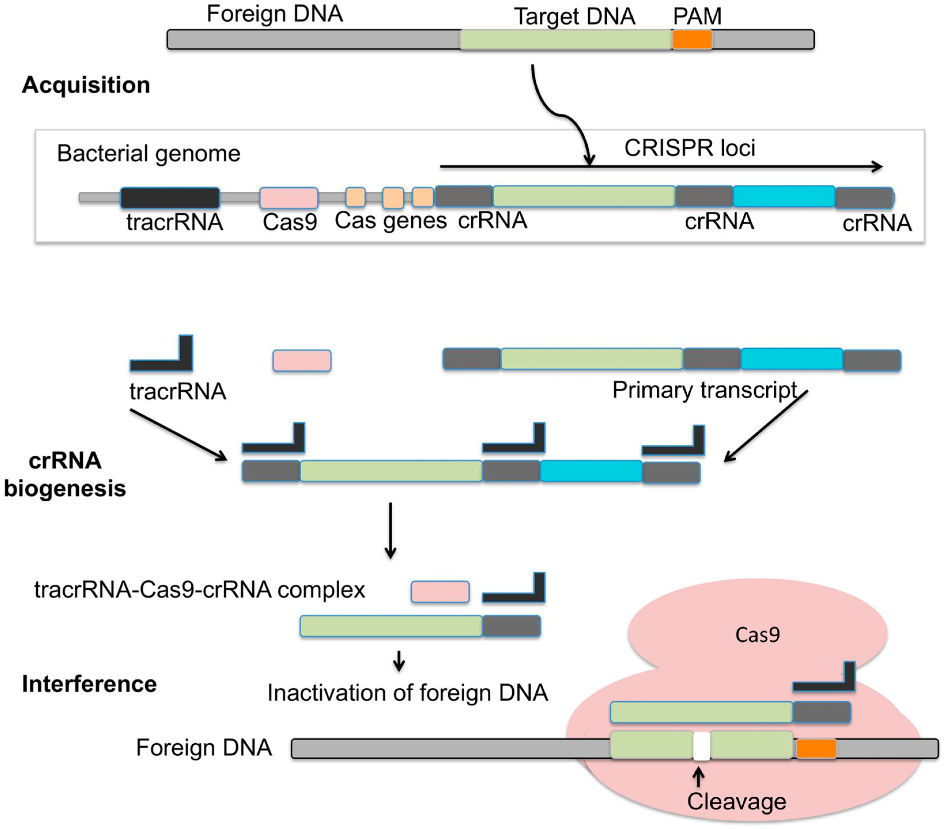 Microbiolres 14 00037 g004
