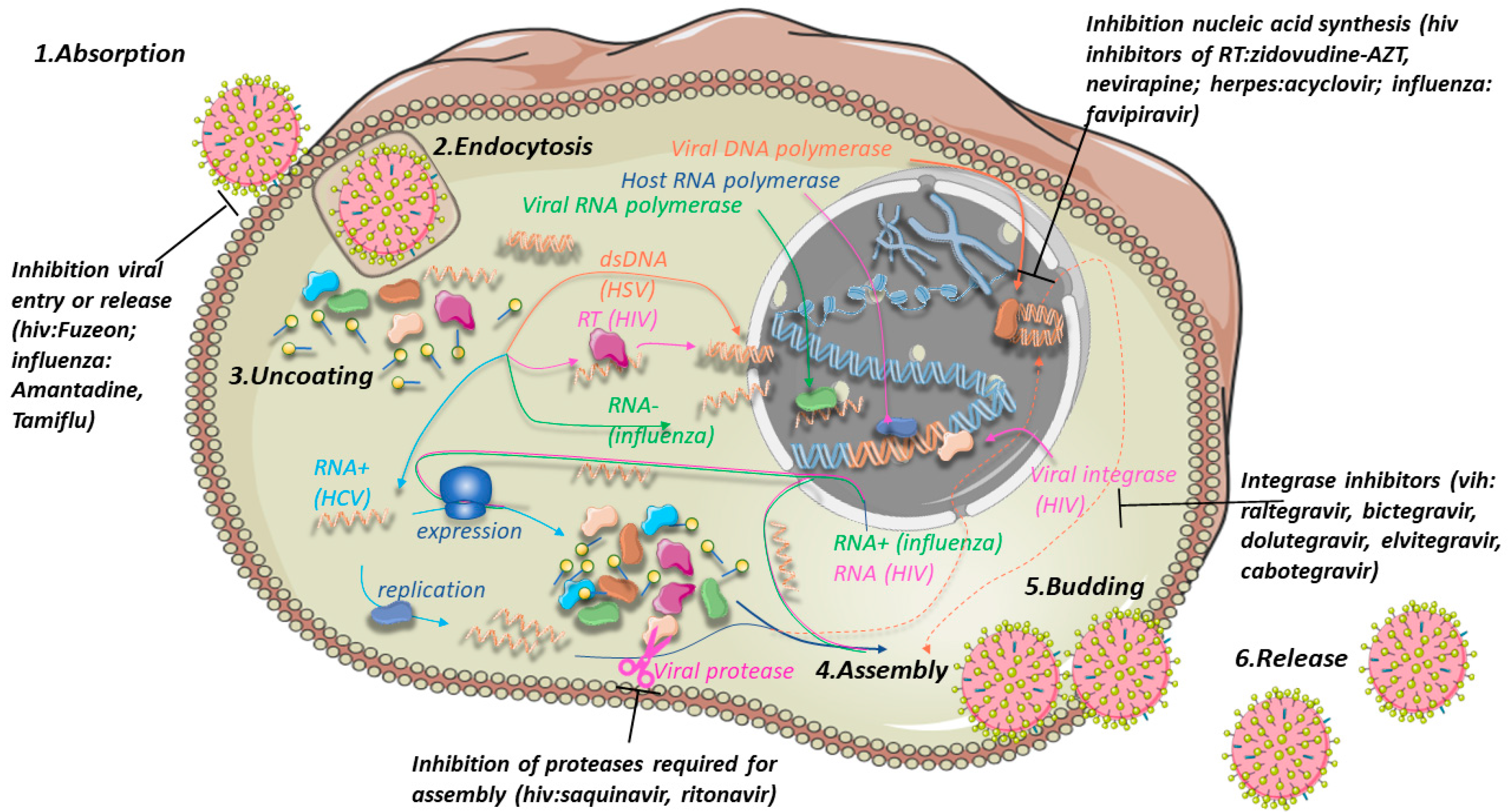 Microbiolres 14 00037 g005