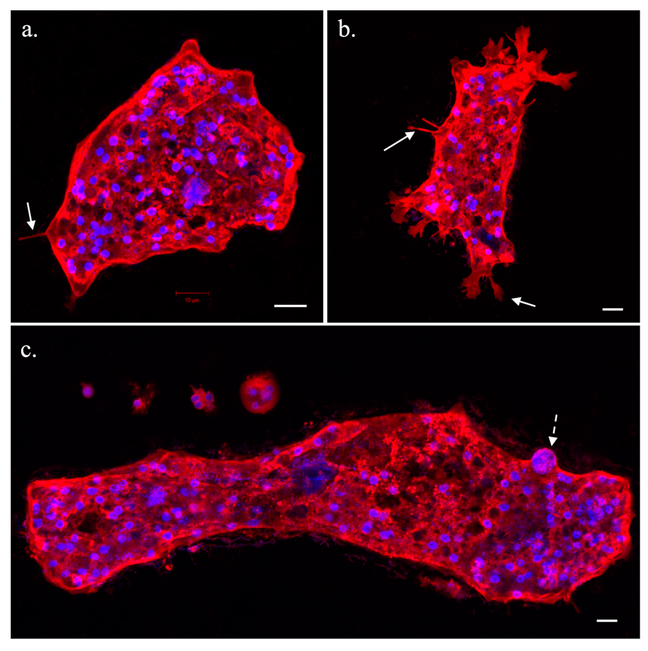 Microbiolres 14 00047 g002 Microbiolres 14 00047 g002