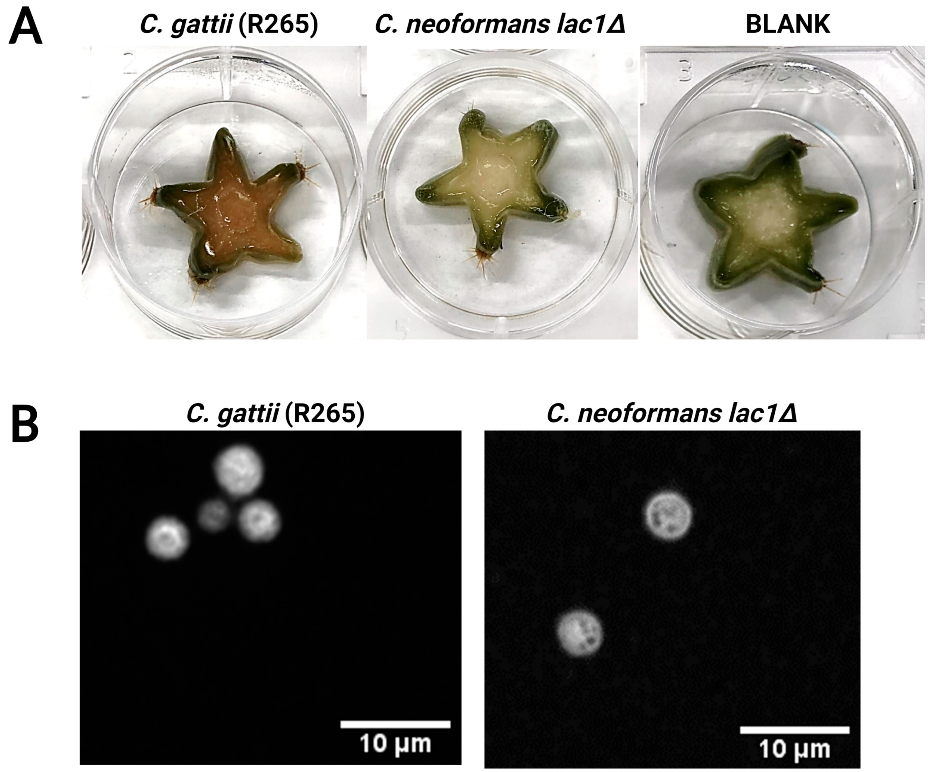 Microbiolres 14 00056 g004