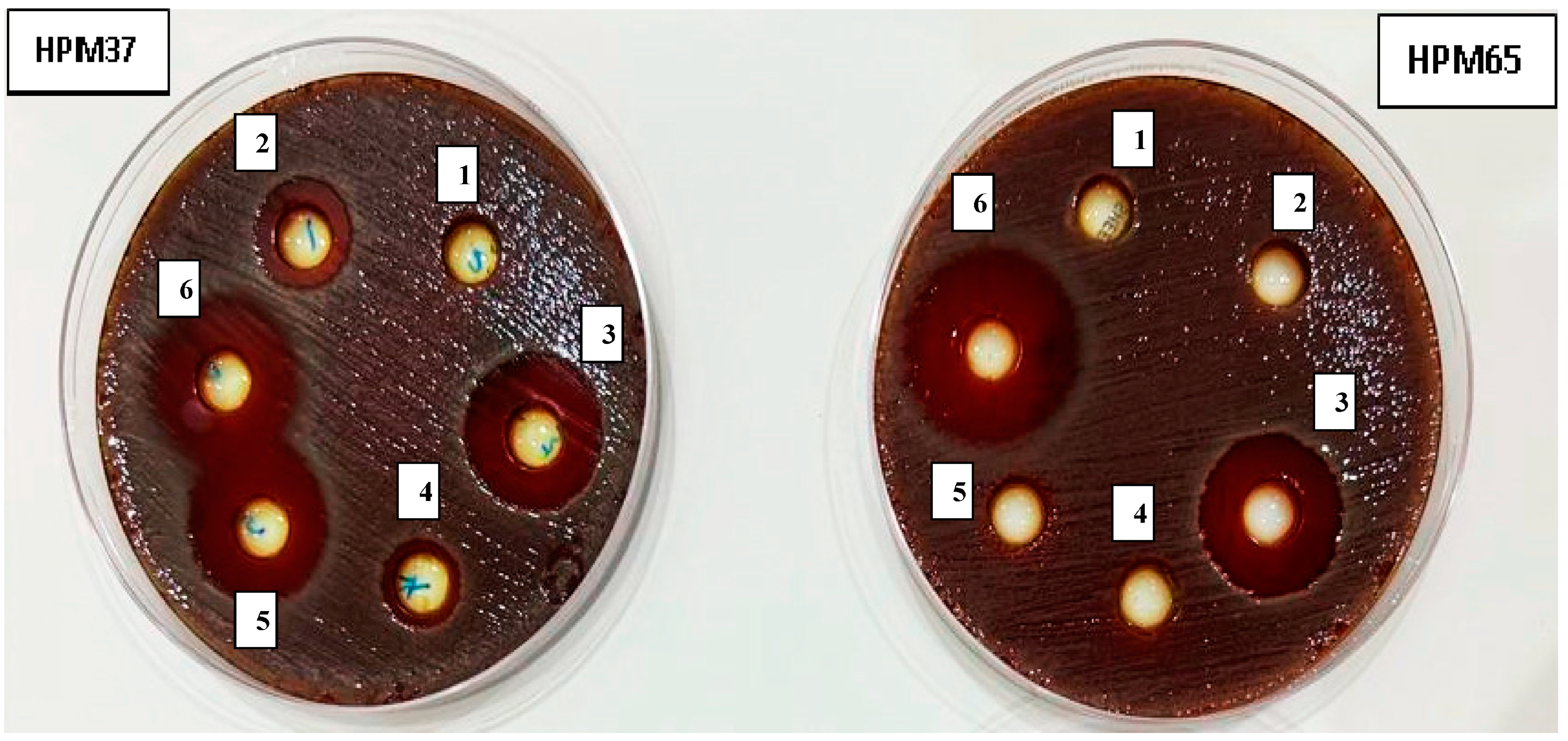 Microbiolres 14 00075 g001