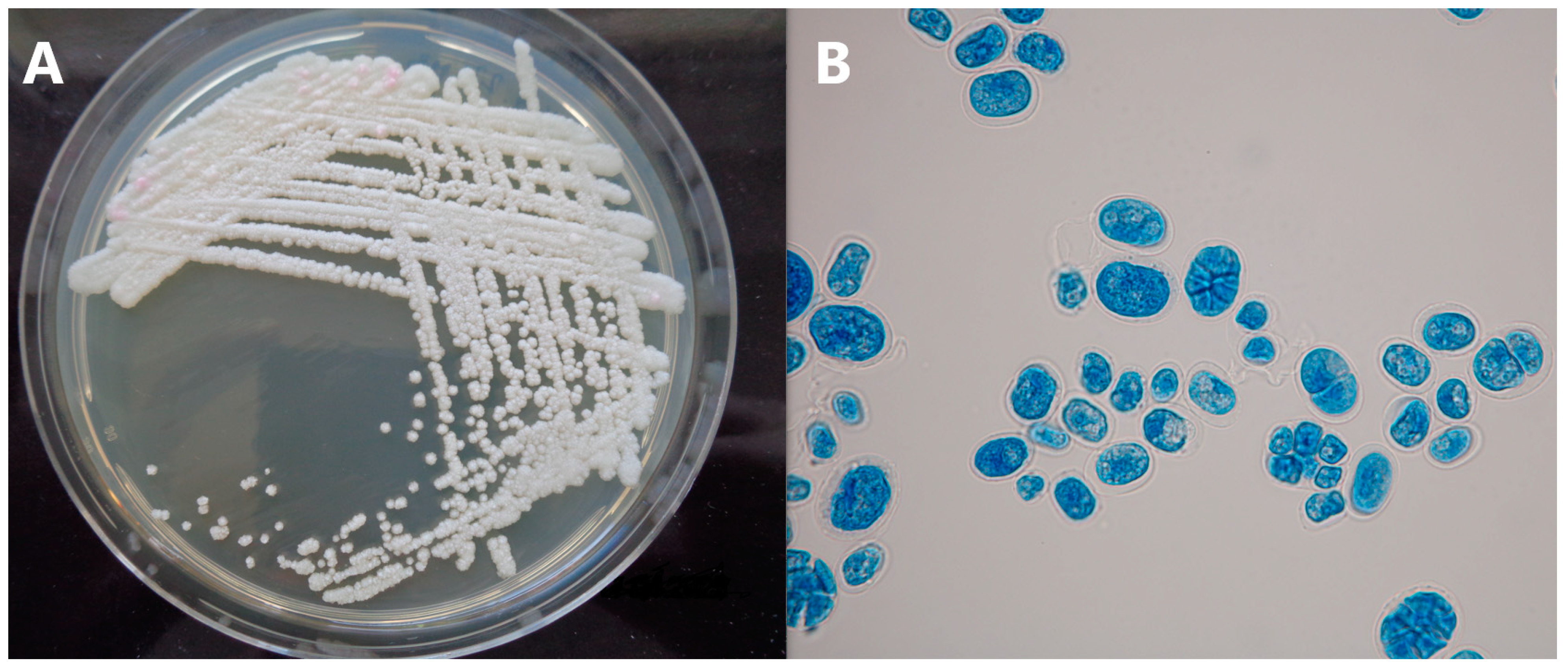 Microbiolres 14 00091 g003 Microbiolres 14 00091 g003