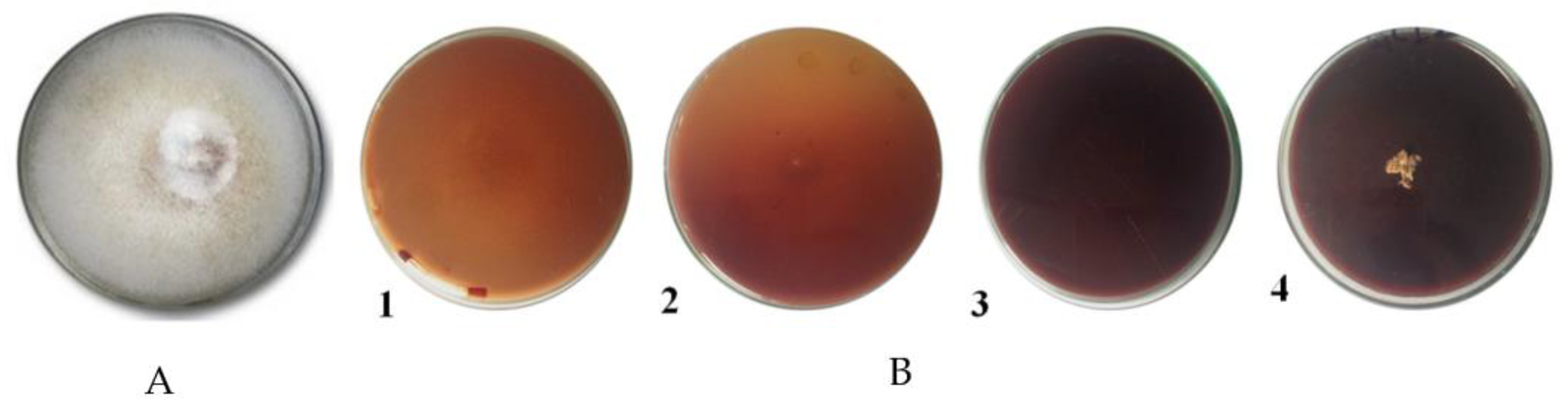 Microbiolres 14 00095 g002