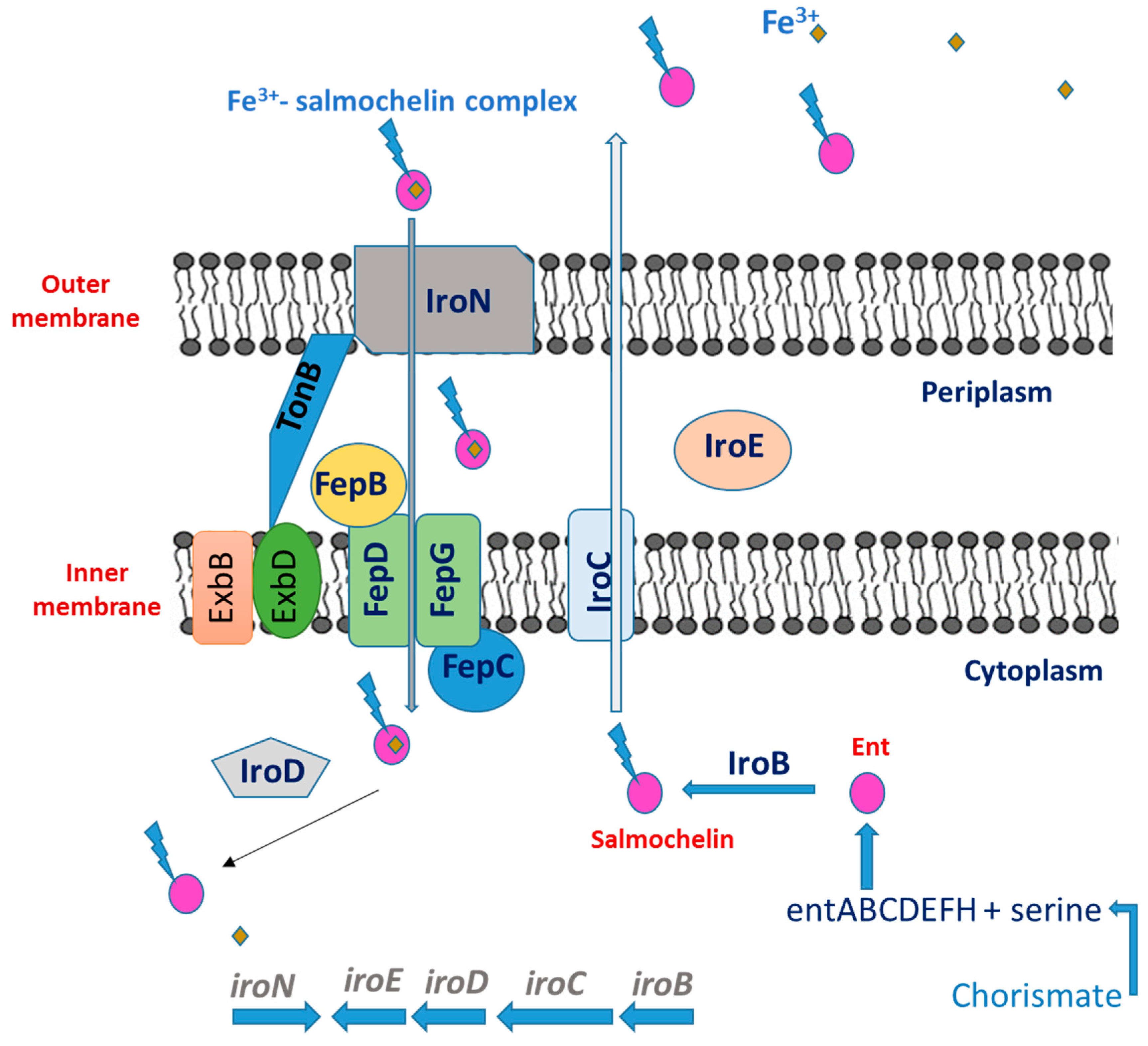 Microbiolres 14 00099 g004