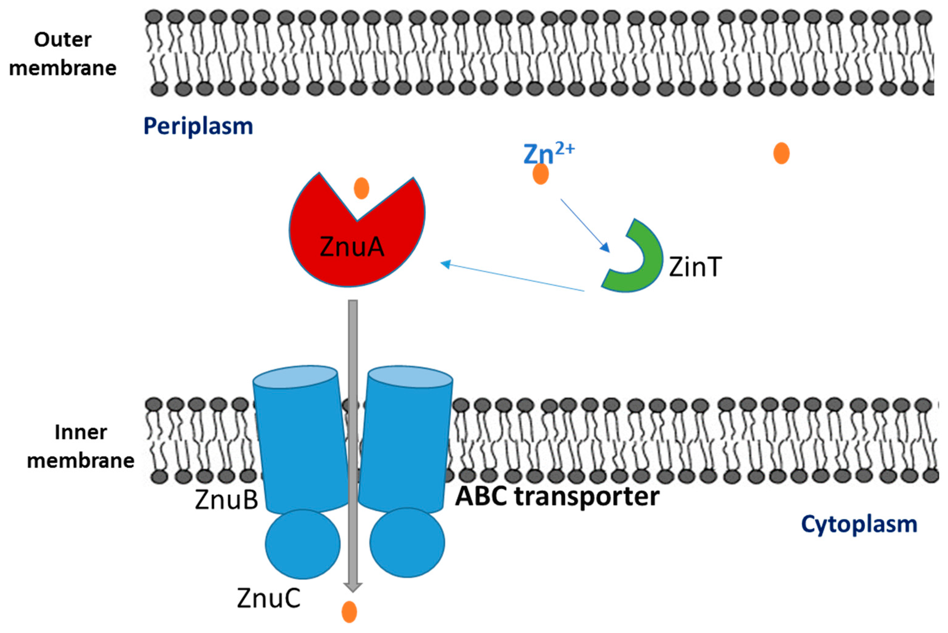 Microbiolres 14 00099 g006